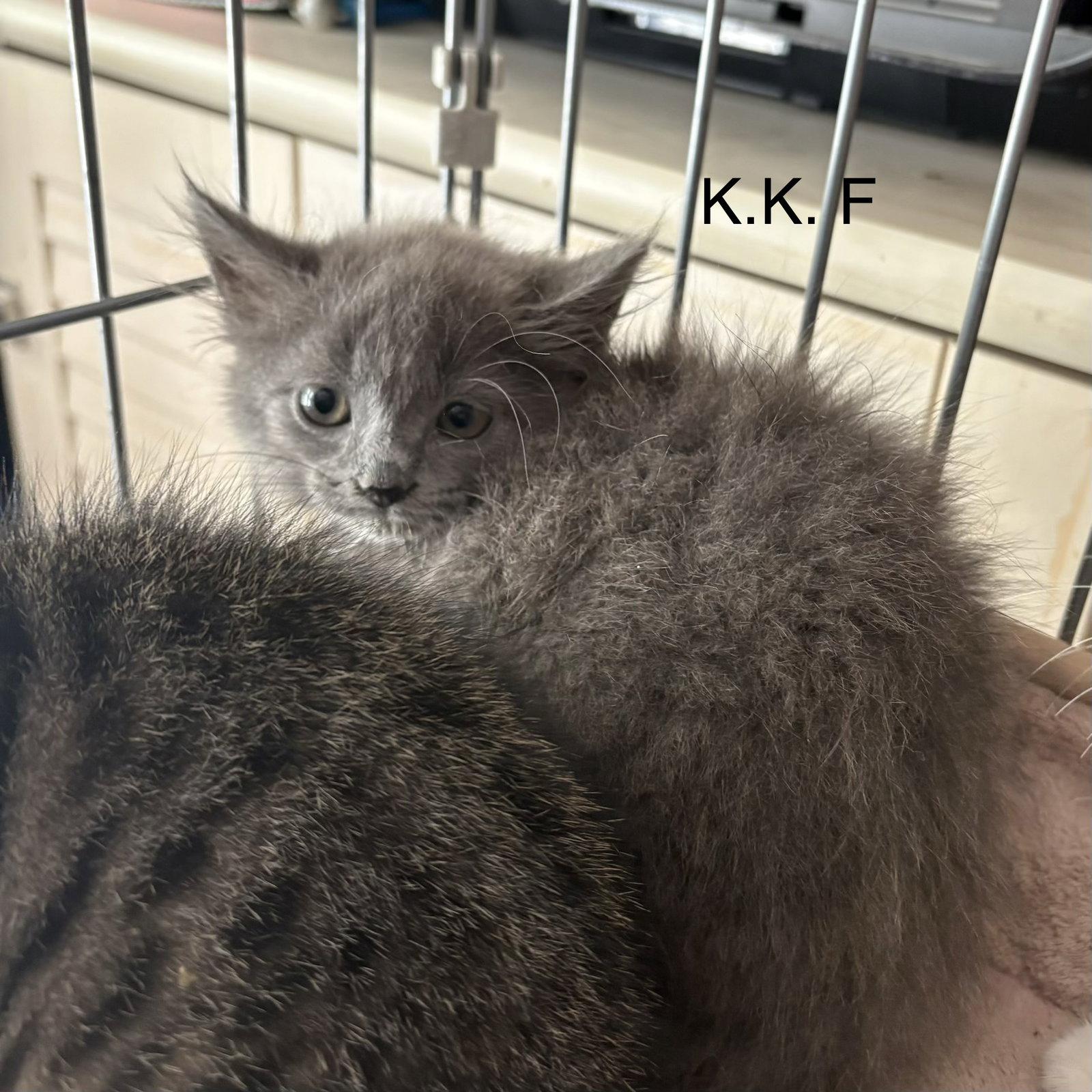 K.K. (rt), Adoptable, Kitten Female Domestic Short Hair.