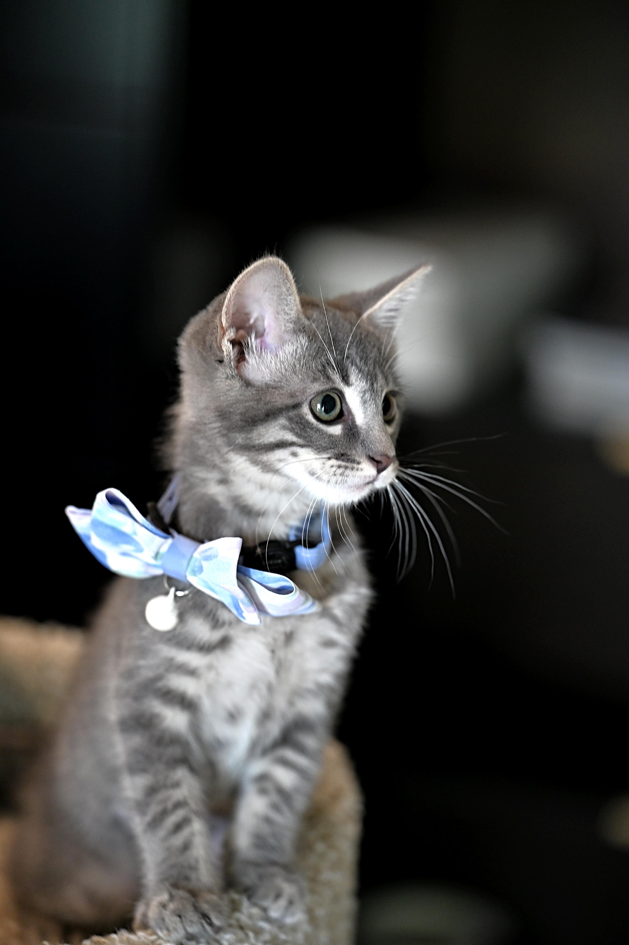 Blue, an adopted mixed breed in Providence, RI image 4/4