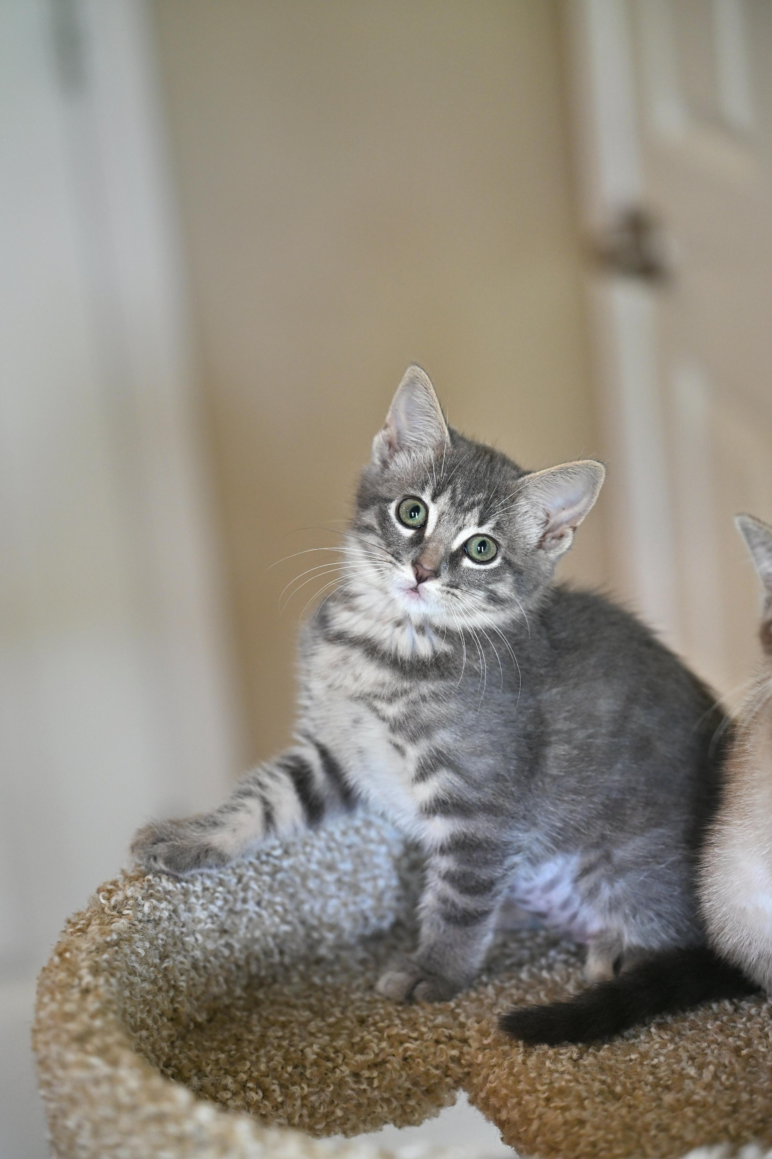 Blue, an adopted mixed breed in Providence, RI image 1/4