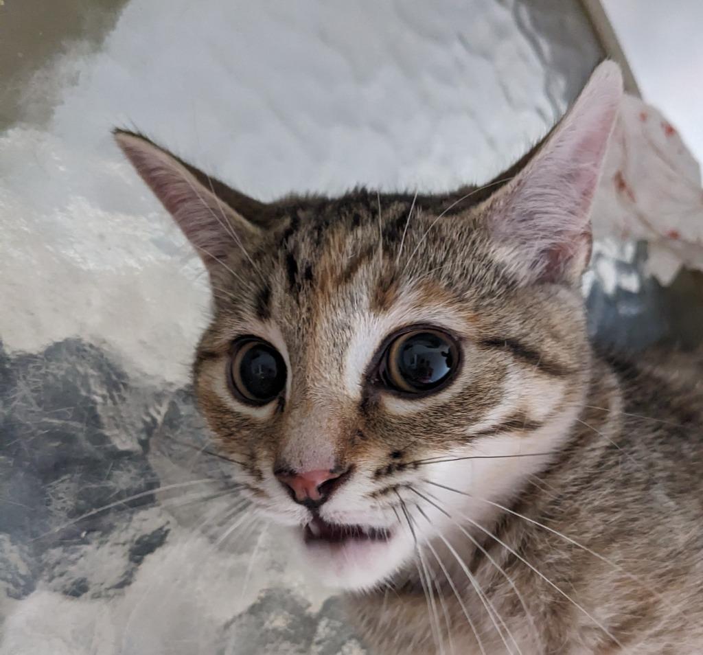 Lars, Adoptable, Adult Male Domestic Short Hair.