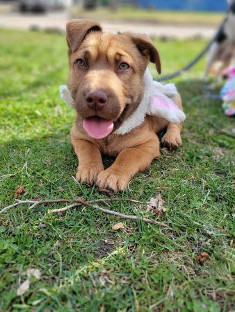Enlarge Lilo , a ADOPTABLE mixed breed in Lowell, IN image 1/1