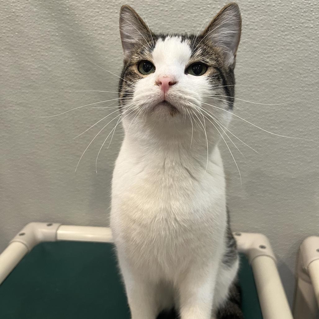 Darrio, a Adoptable Domestic Short Hair in Saint Charles, MO image 1/5