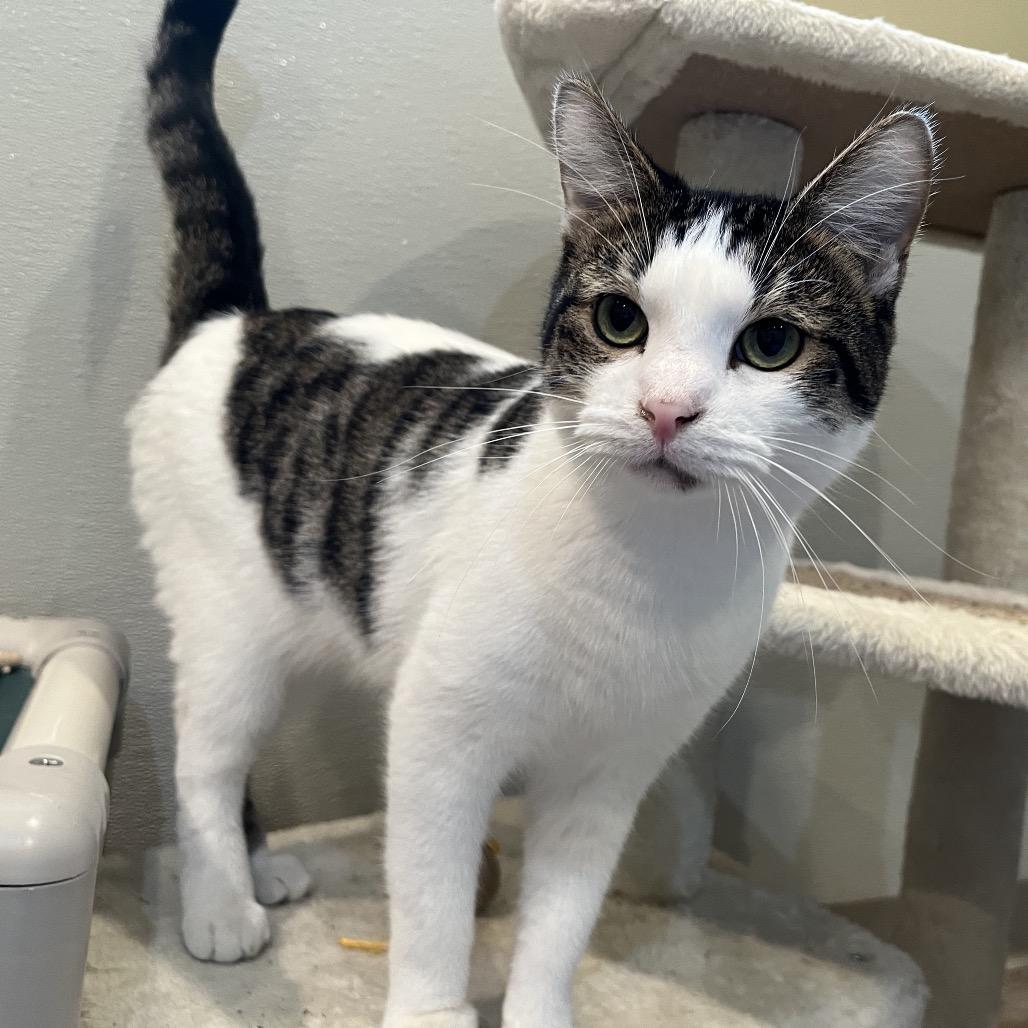 Darrio, a Adoptable Domestic Short Hair in Saint Charles, MO image 2/5