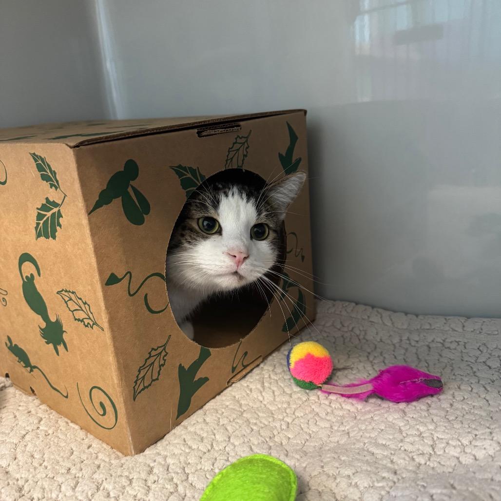 Darrio, a Adoptable Domestic Short Hair in Saint Charles, MO image 3/5