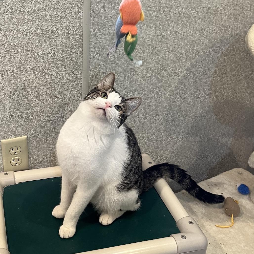 Darrio, a Adoptable Domestic Short Hair in Saint Charles, MO image 4/5