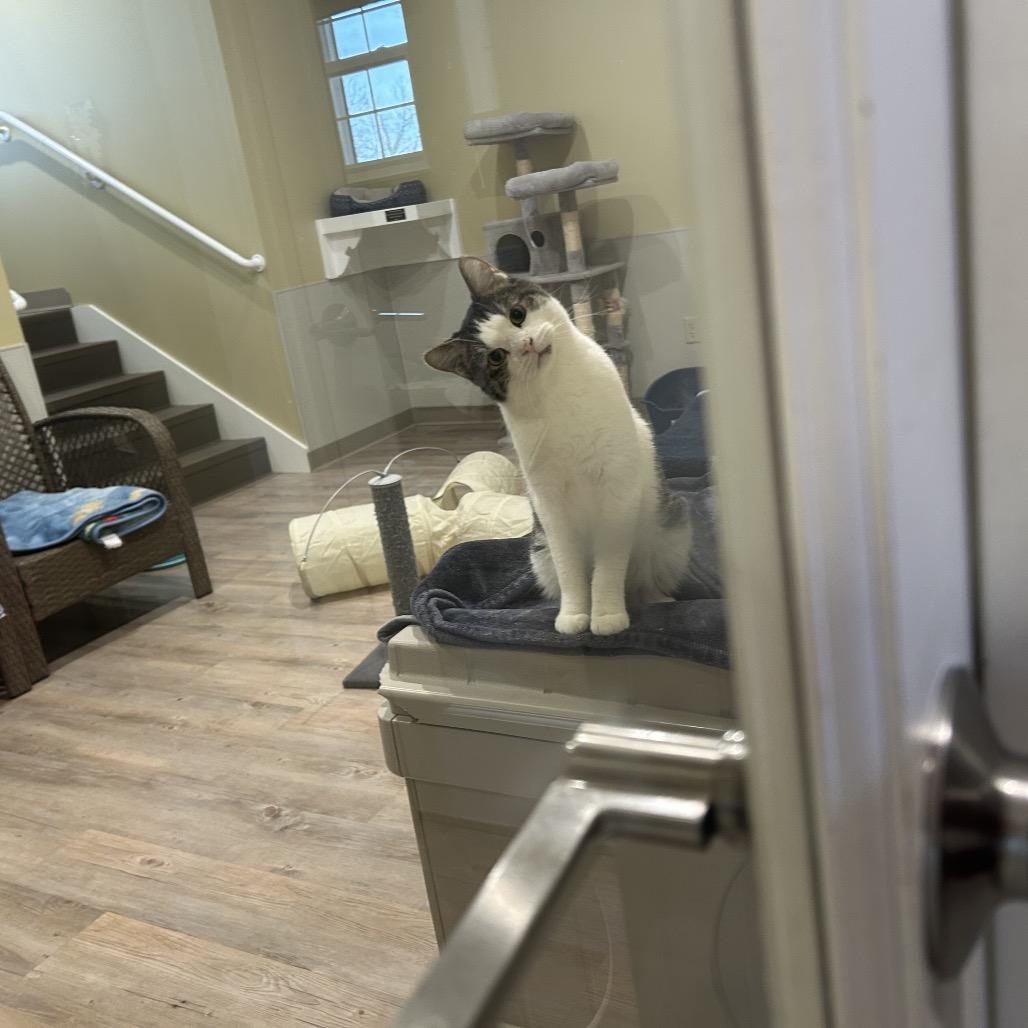 Enlarge Darrio, a Adoptable Domestic Short Hair in Saint Charles, MO image 5/6