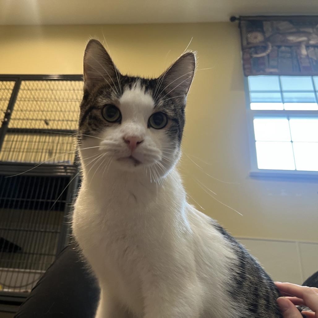 Darrio, a Adoptable Domestic Short Hair in Saint Charles, MO image 5/5