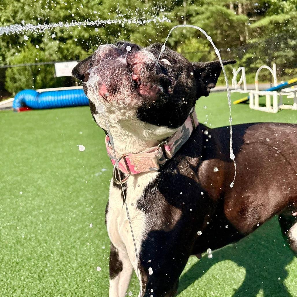 Vega, Adoptable, Adult Female American Bulldog.