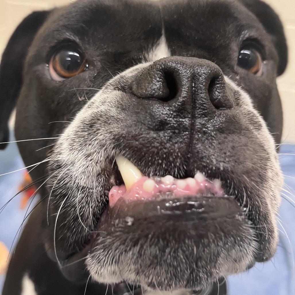 Vega, a Adoptable American Bulldog in Brockton, MA image 2/6