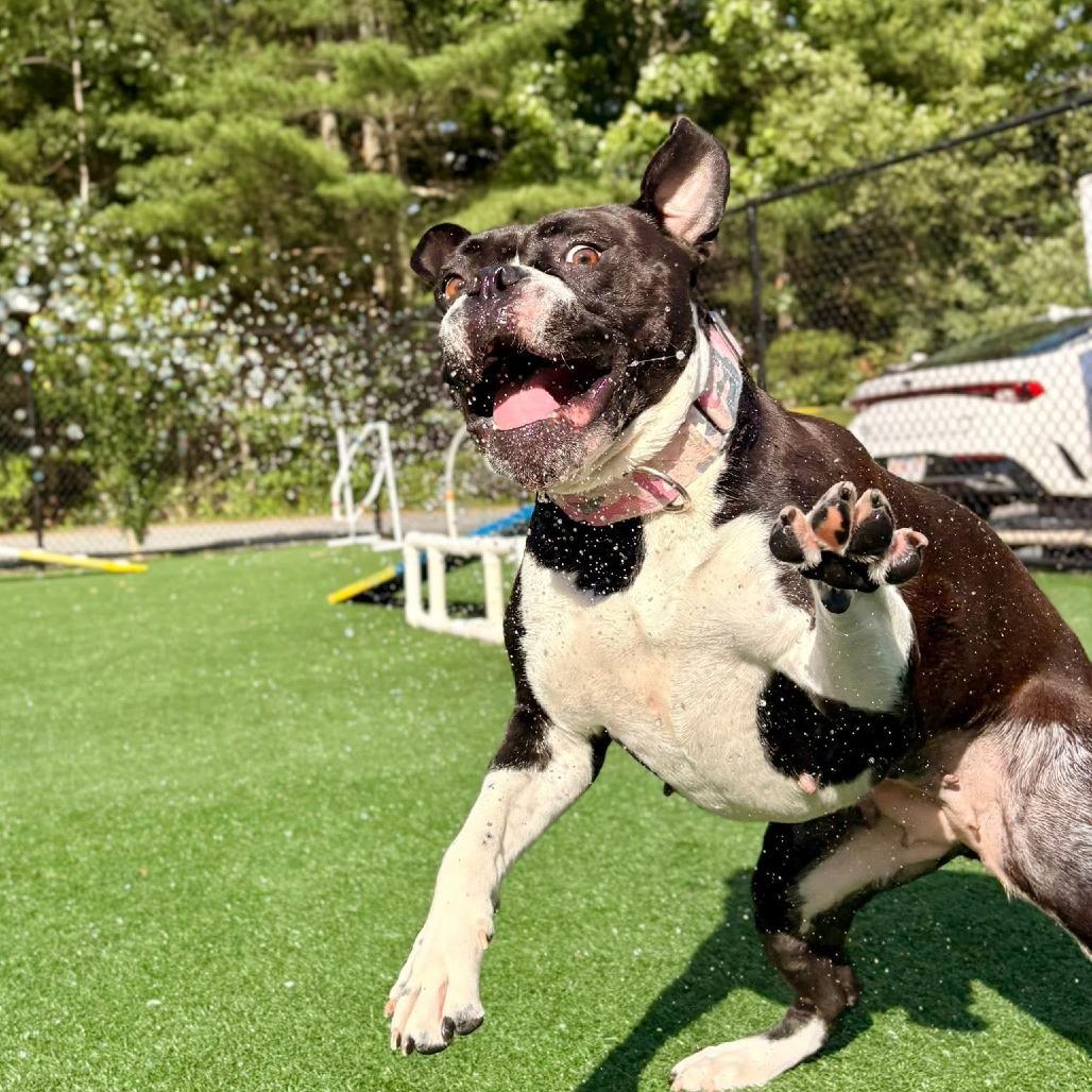 Vega, a Adoptable American Bulldog in Brockton, MA image 3/6