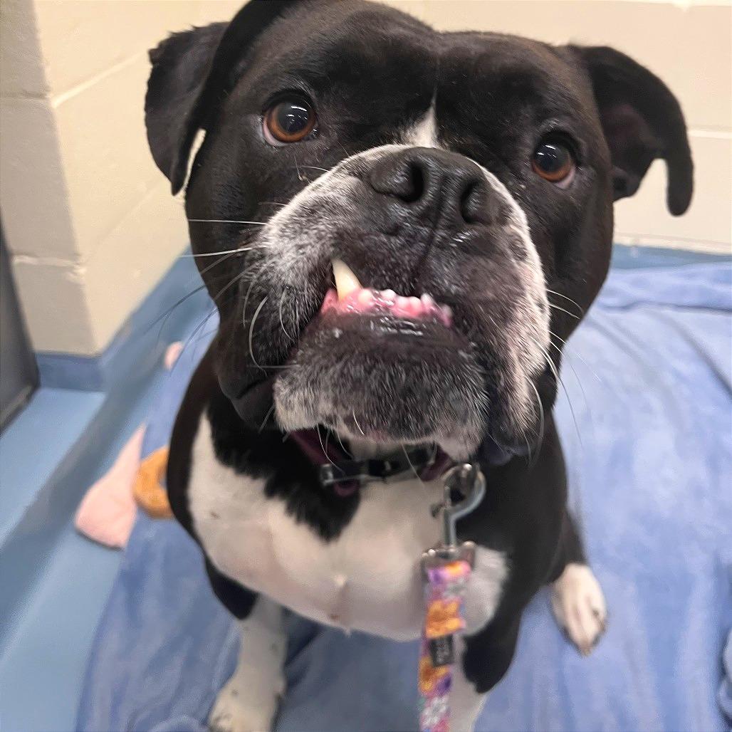 Vega, a Adoptable American Bulldog in Brockton, MA image 4/6