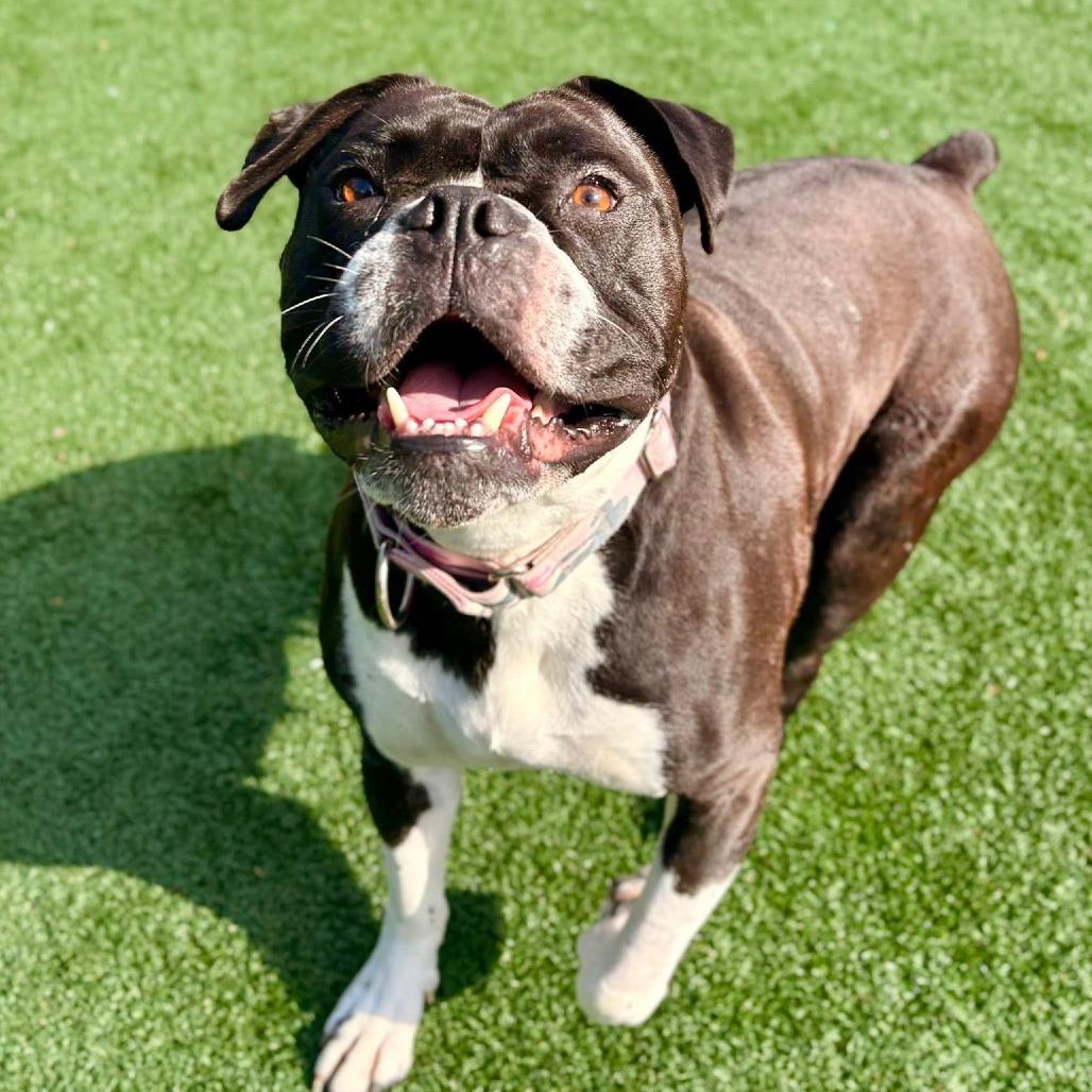 Vega, a Adoptable American Bulldog in Brockton, MA image 5/6
