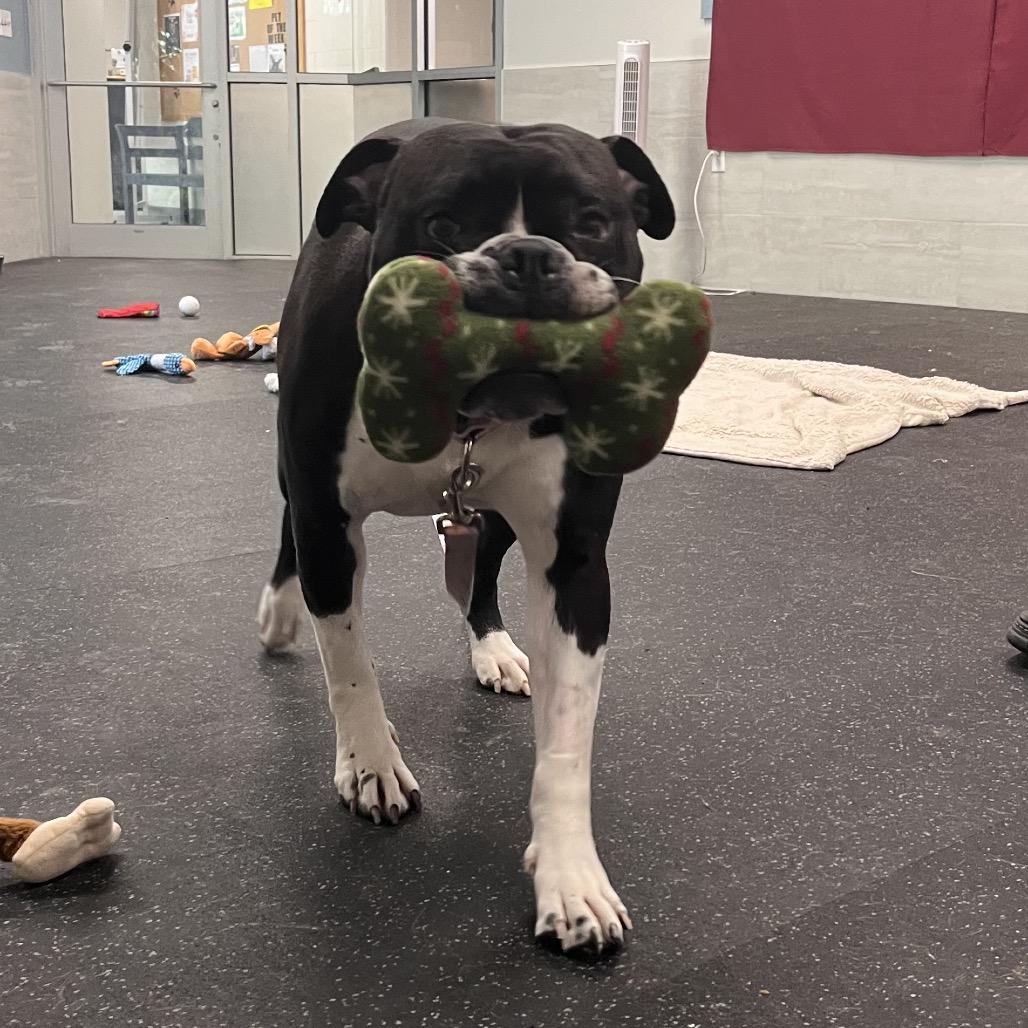 Vega, a Adoptable American Bulldog in Brockton, MA image 6/6