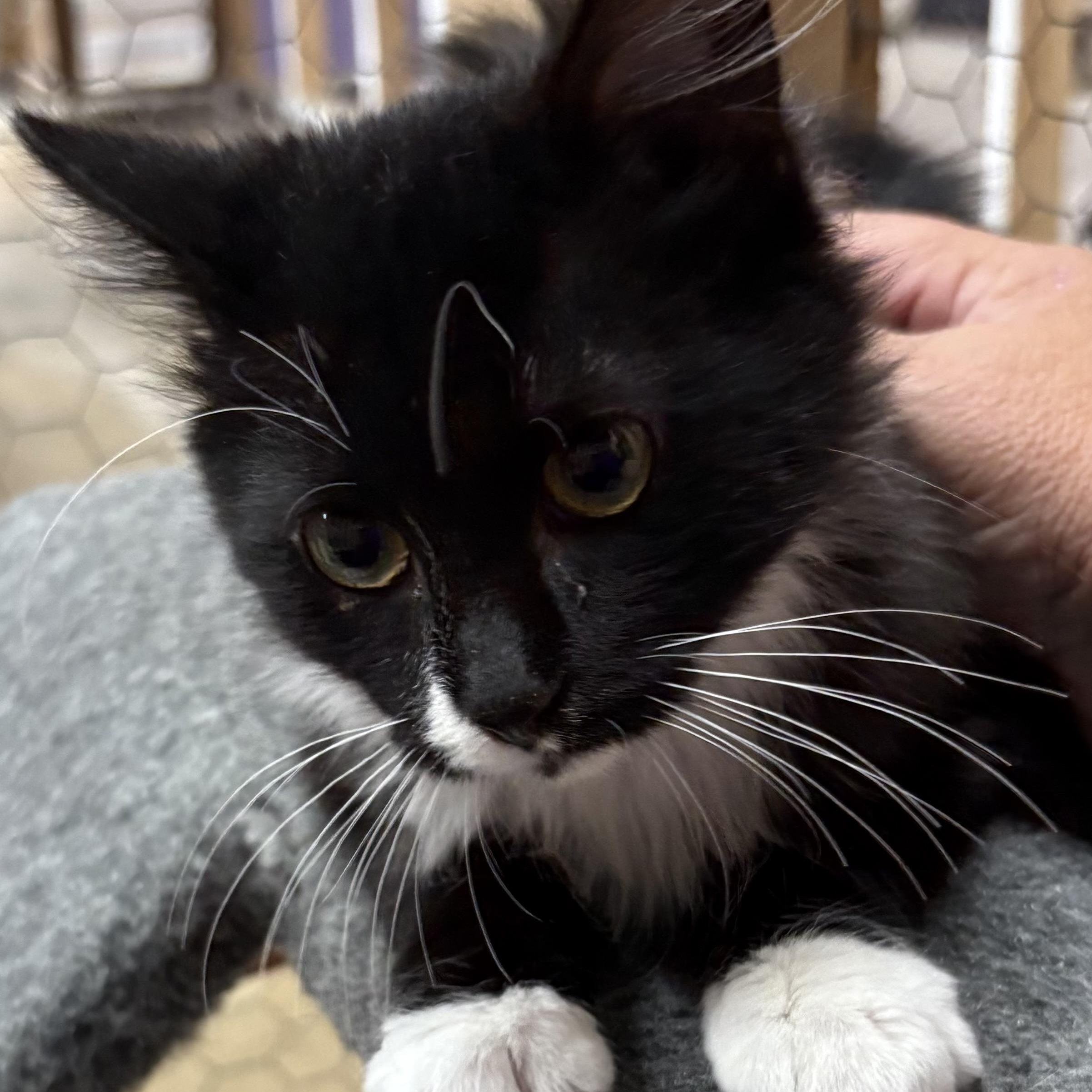 Zip, Adoptable, Kitten Male Domestic Medium Hair.