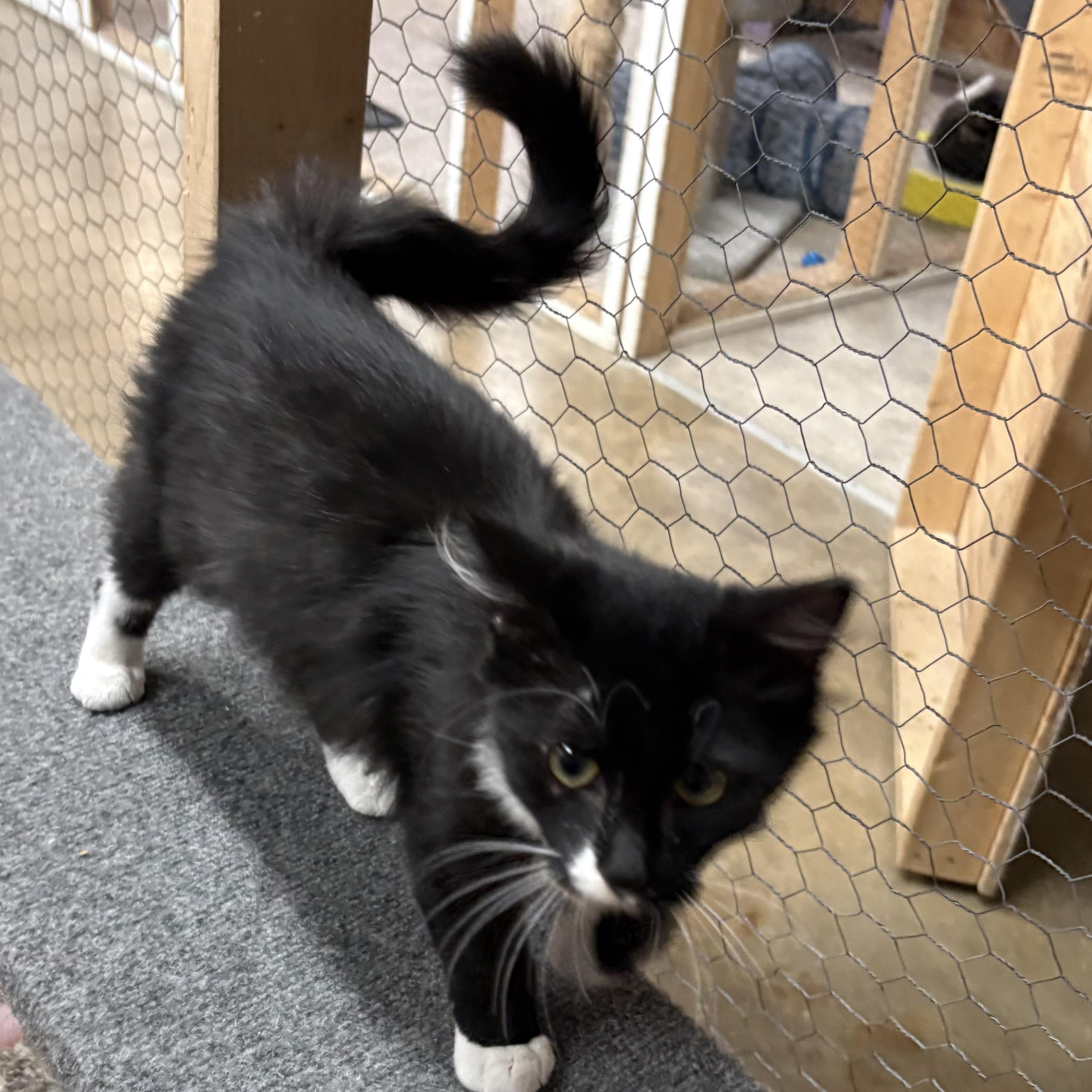 Enlarge Zip, a Adoptable Domestic Medium Hair in Faribault, MN image 2/2