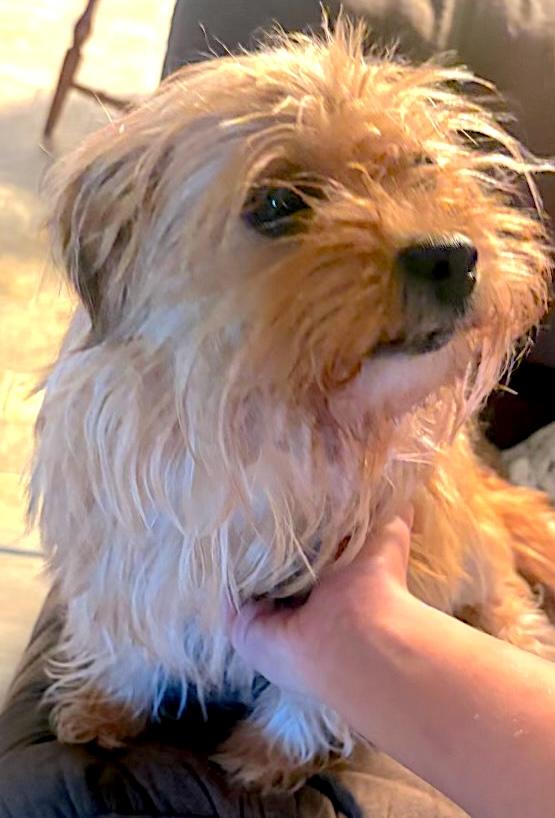 Bailey, adopted, Adult Female Shih Tzu & Yorkshire Terrier.