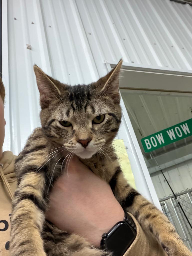 Art, Adoptable, Kitten Male Domestic Short Hair.