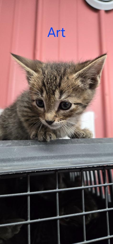 Enlarge Art, a Adoptable mixed breed in Virginia, MN image 1/1