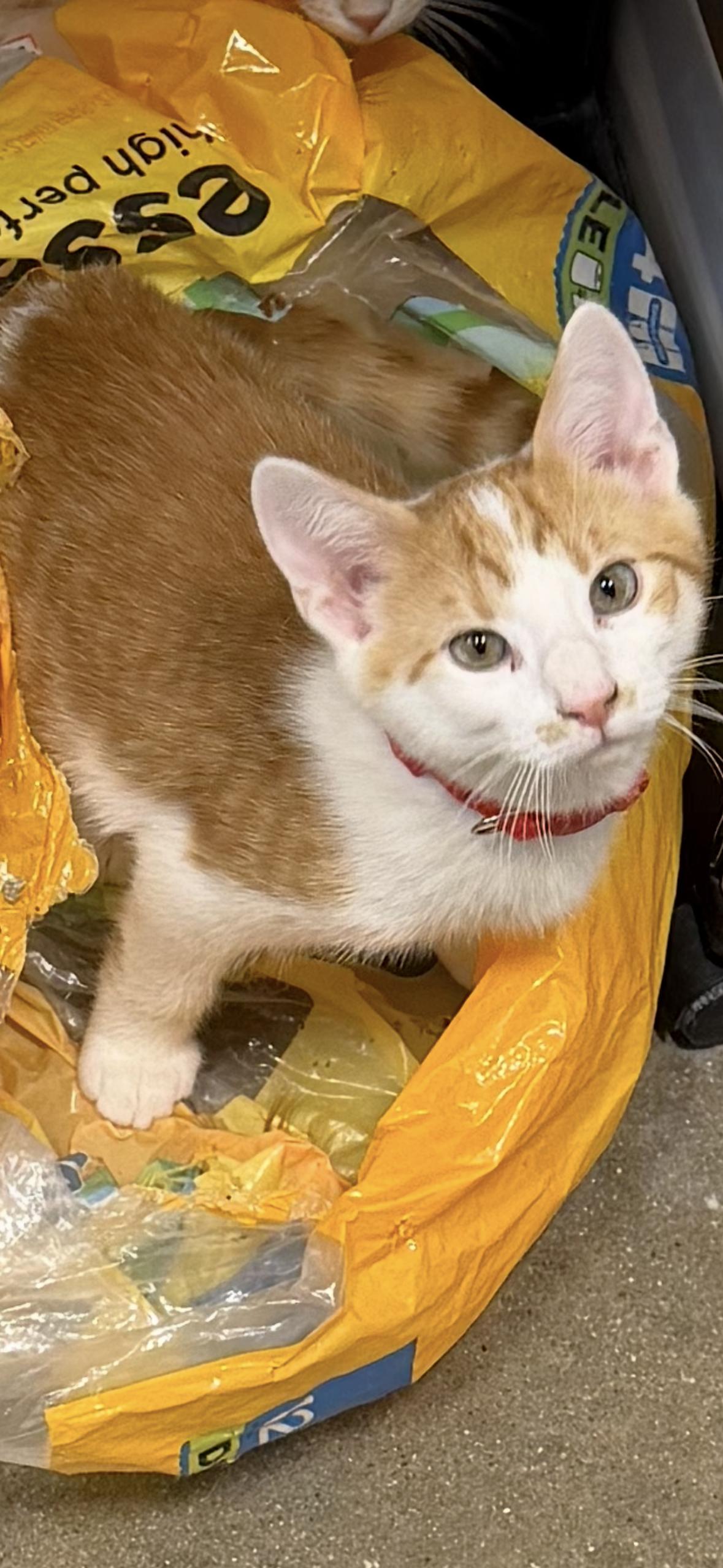 Pepper Jack, Adoptable, Kitten Male Domestic Short Hair.