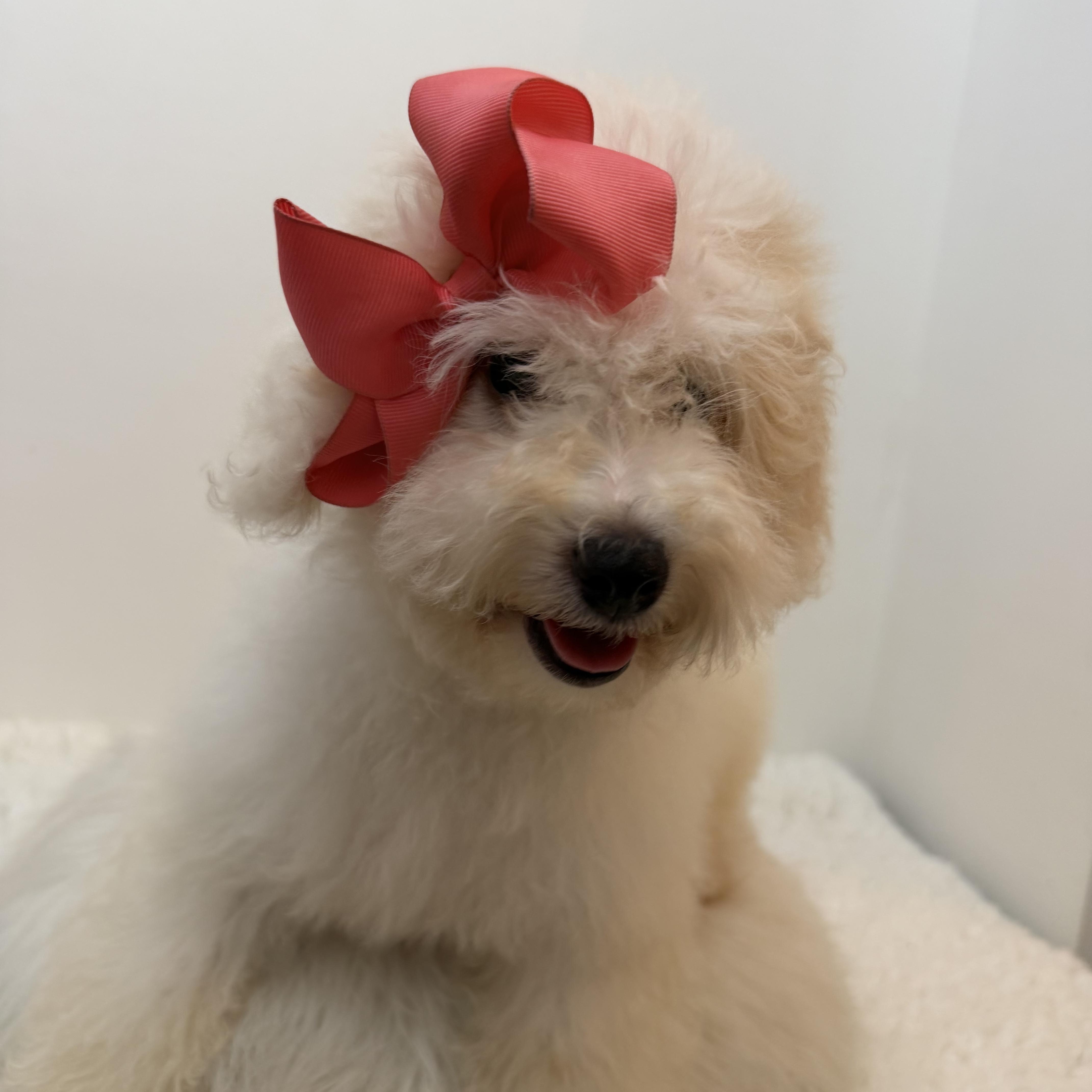 Martha, an adopted Goldendoodle in Wrightstown, NJ image 4/5