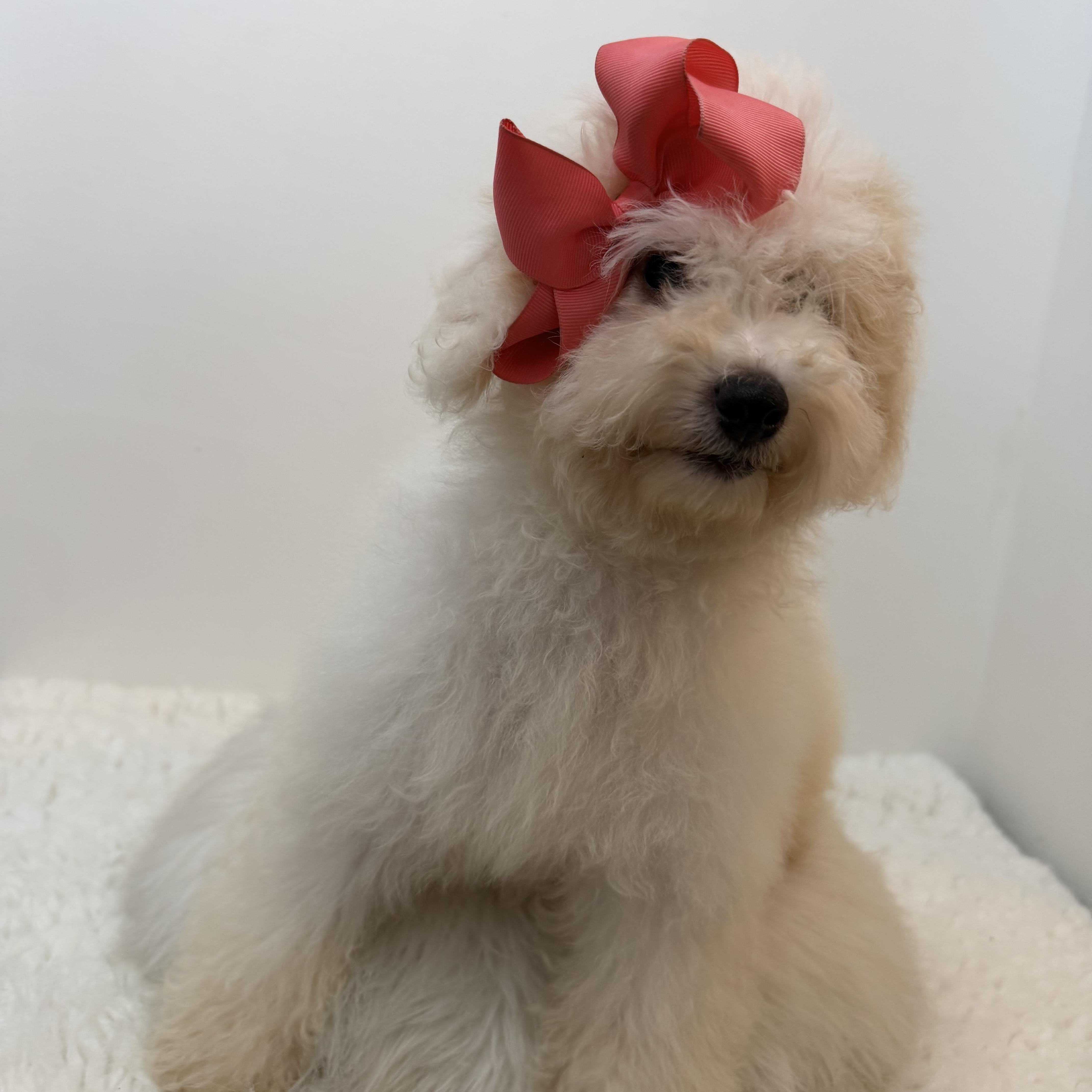 Martha, an adopted Goldendoodle in Wrightstown, NJ image 2/5