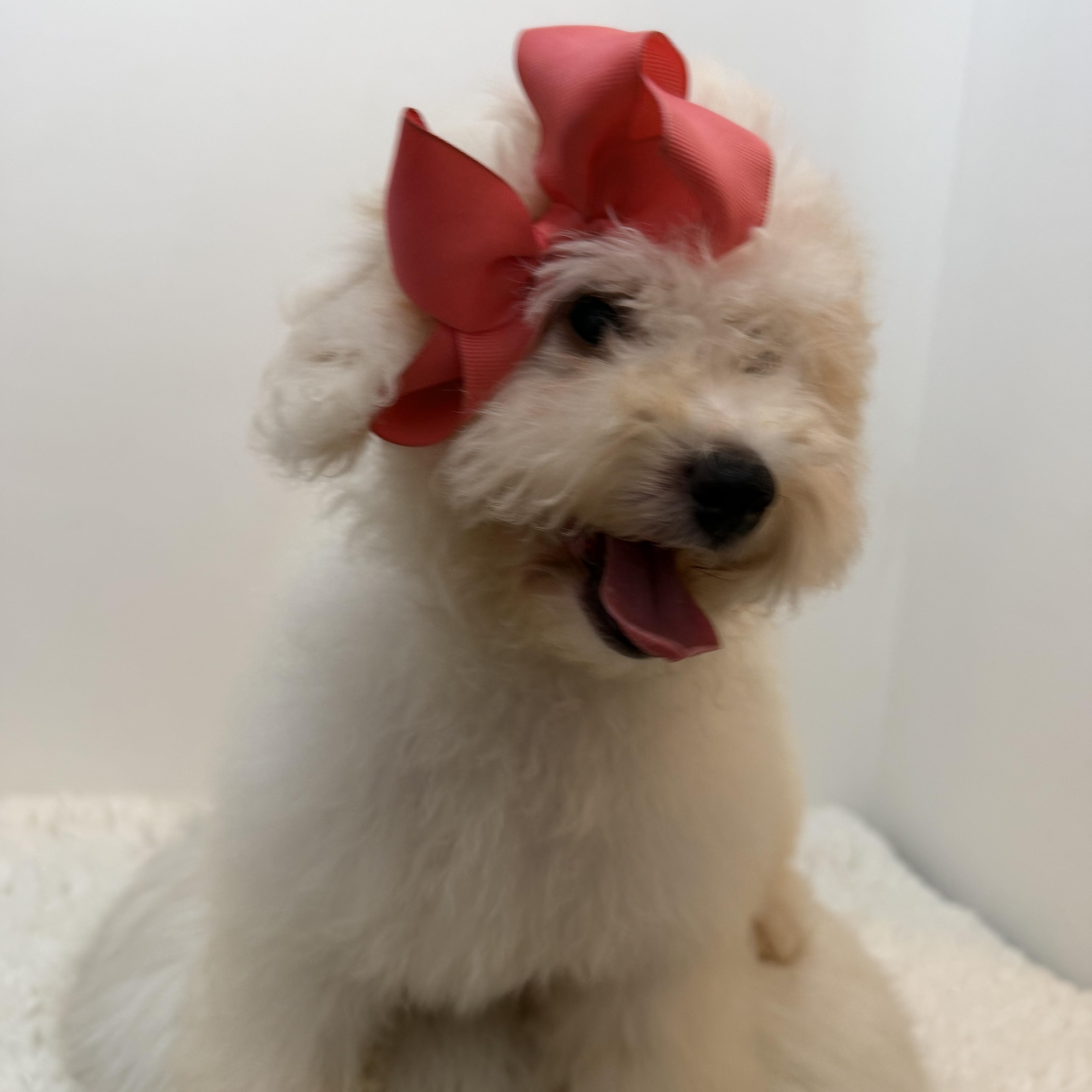 Martha, an adopted Goldendoodle in Wrightstown, NJ image 5/5