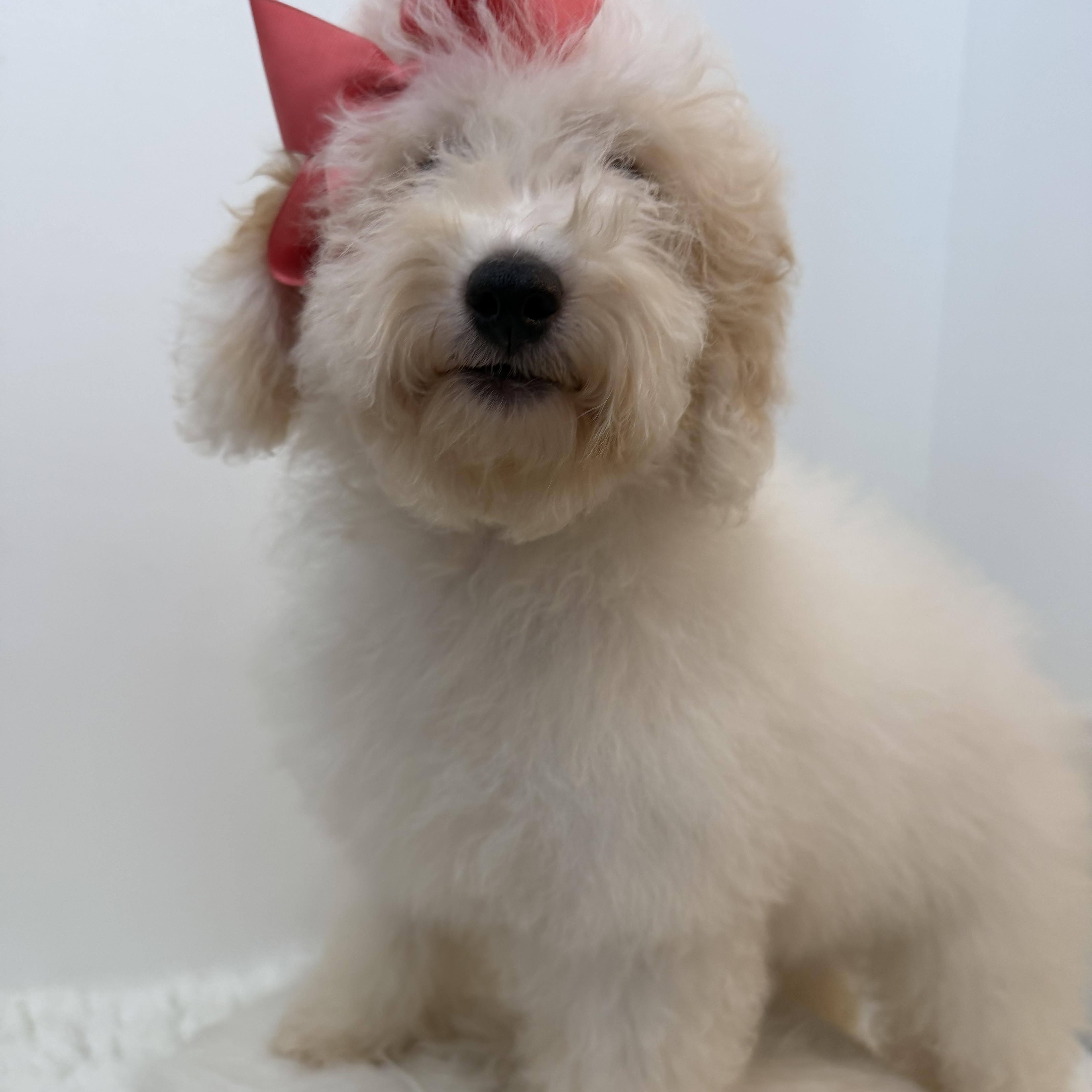 Martha, an adopted Goldendoodle in Wrightstown, NJ image 3/5