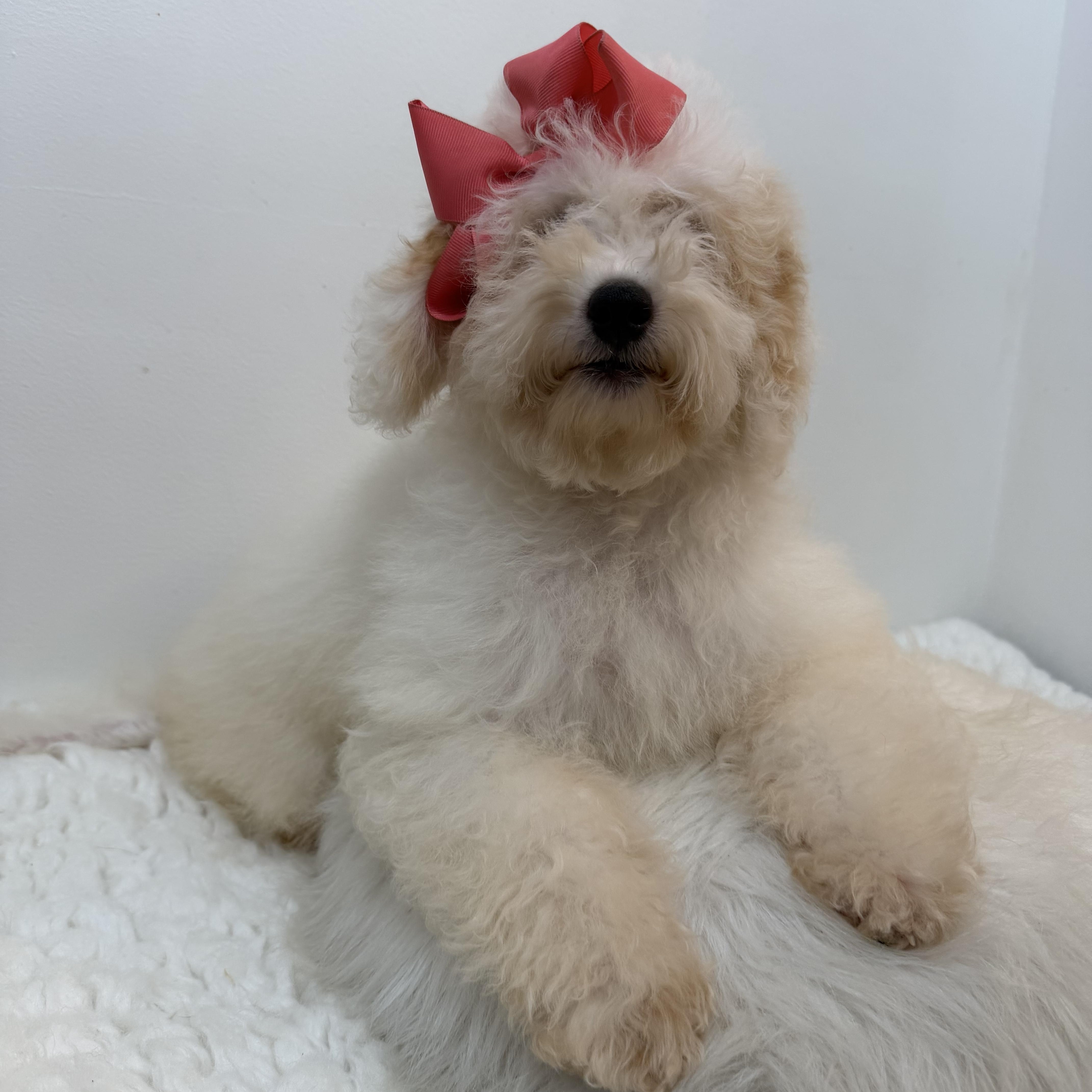 Martha, adopted, Puppy Female Goldendoodle.