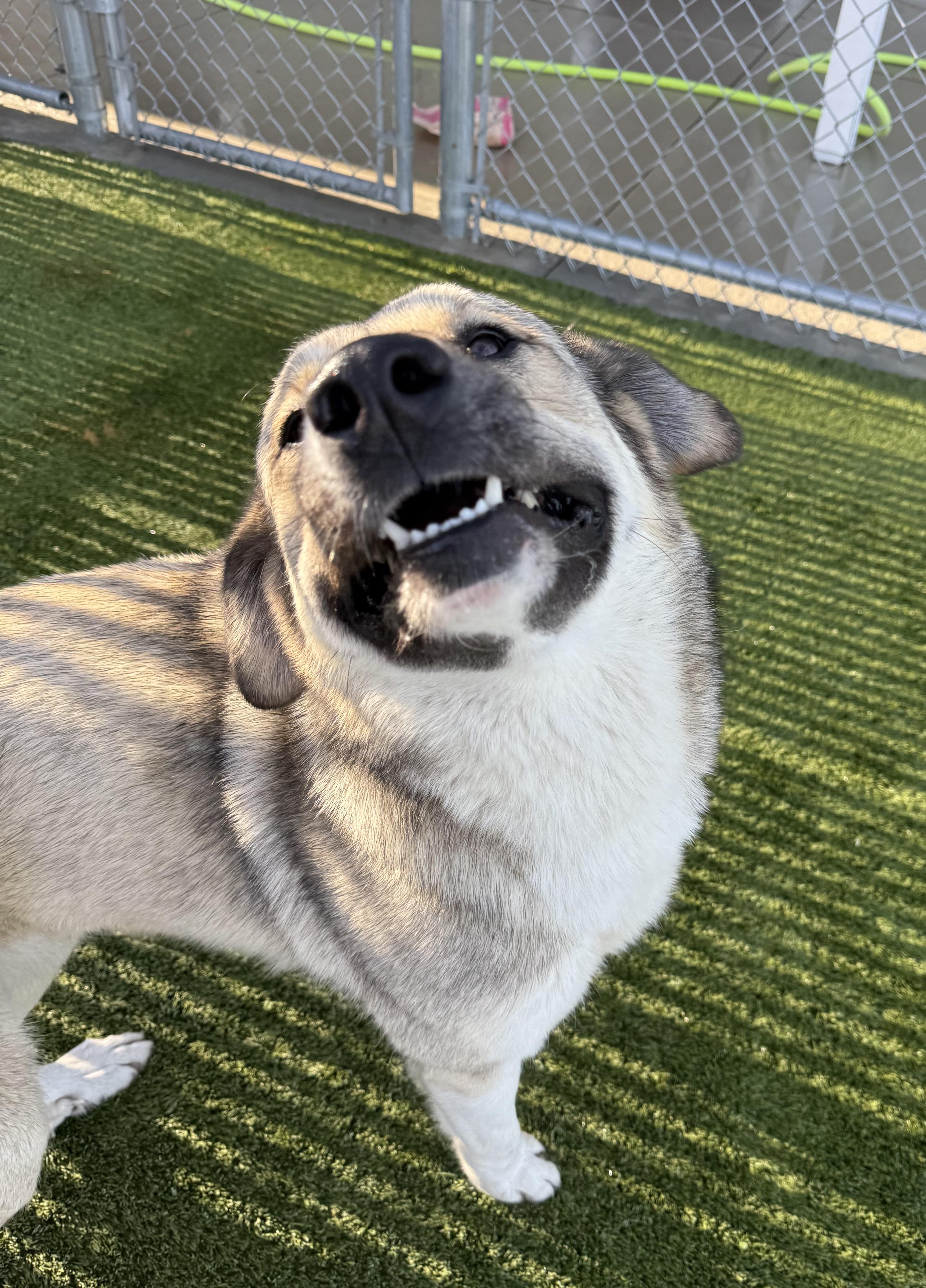 Izzy, a ADOPTABLE mixed breed in Liberty, MO image 1/4