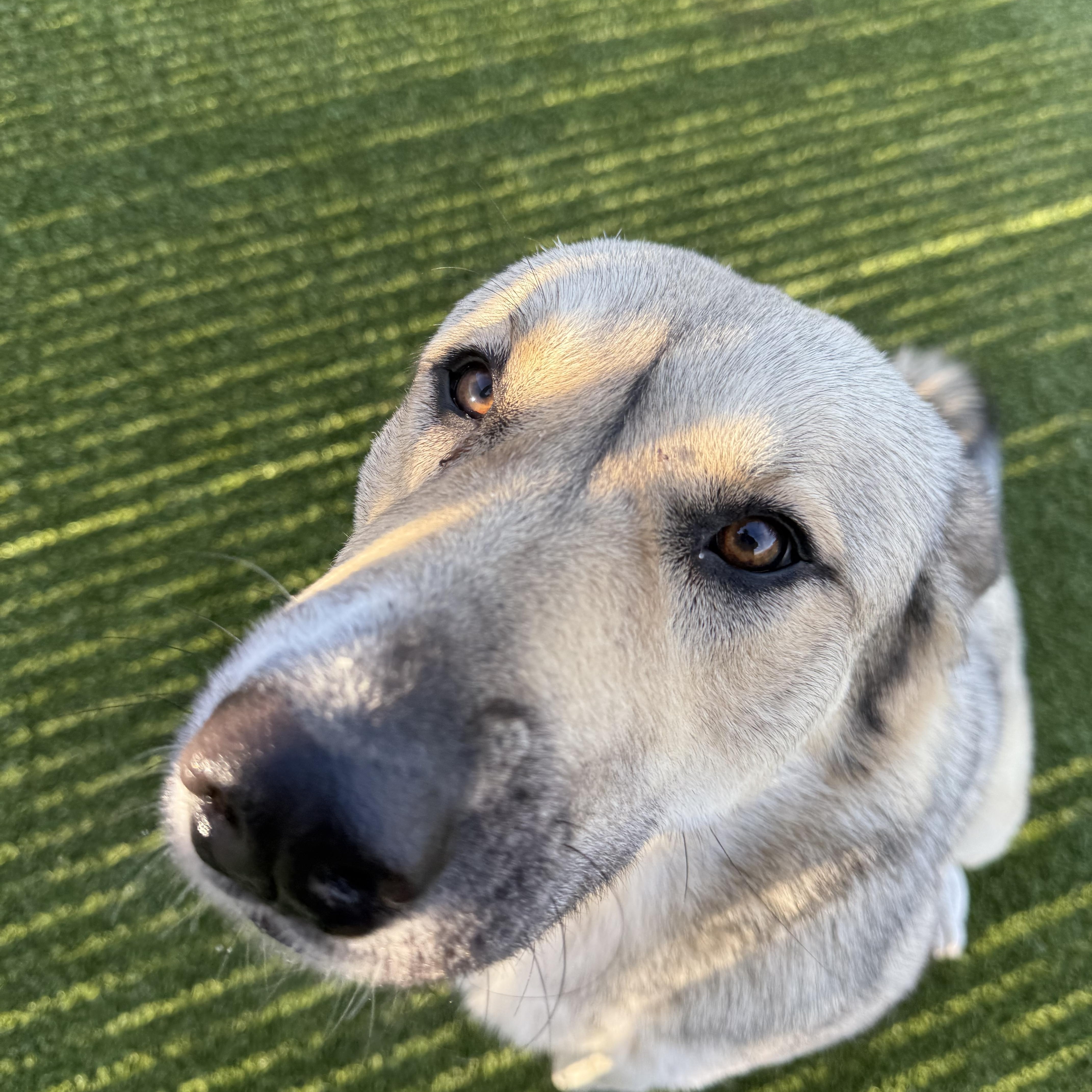 Izzy, a ADOPTABLE mixed breed in Liberty, MO image 2/4