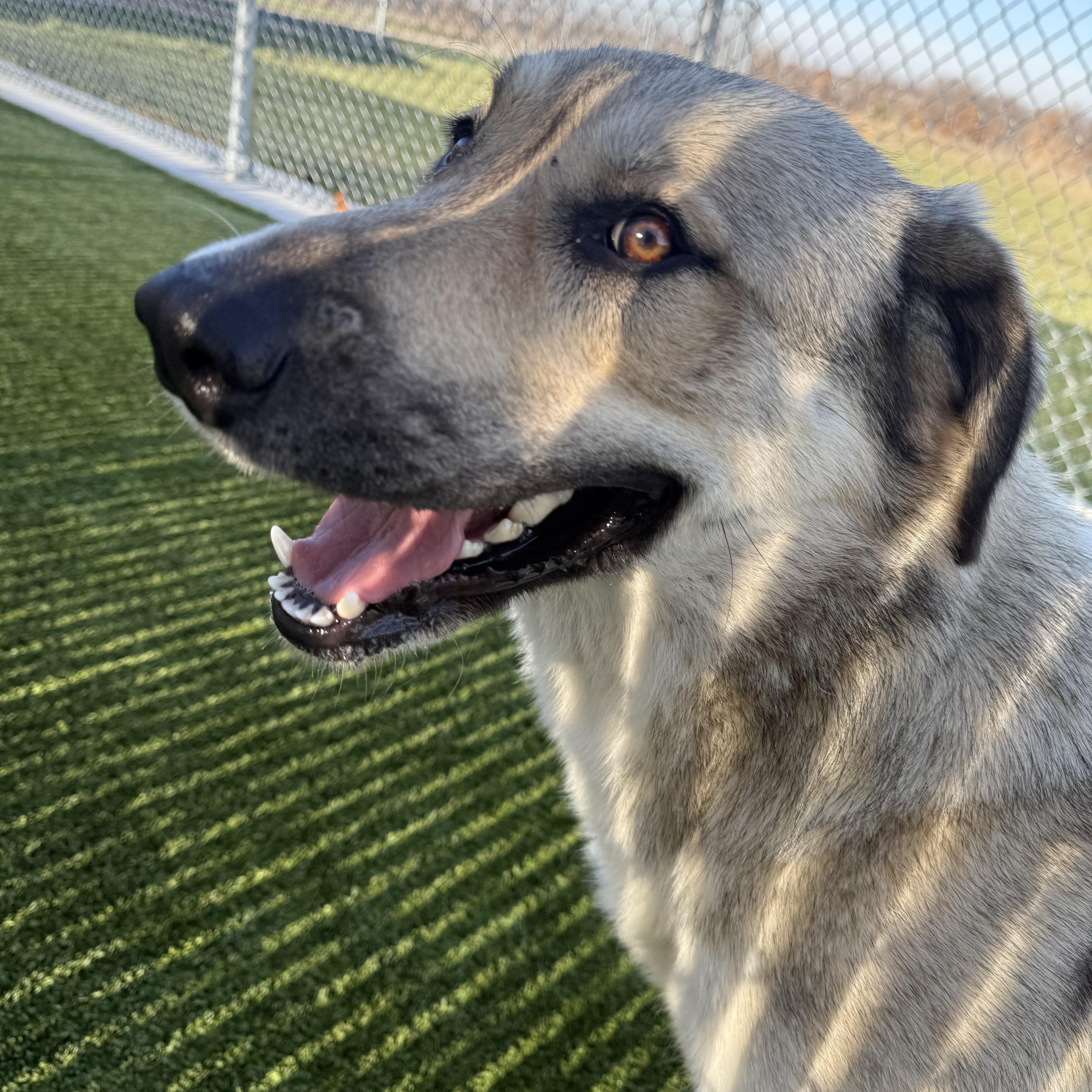 Izzy, a ADOPTABLE mixed breed in Liberty, MO image 3/4