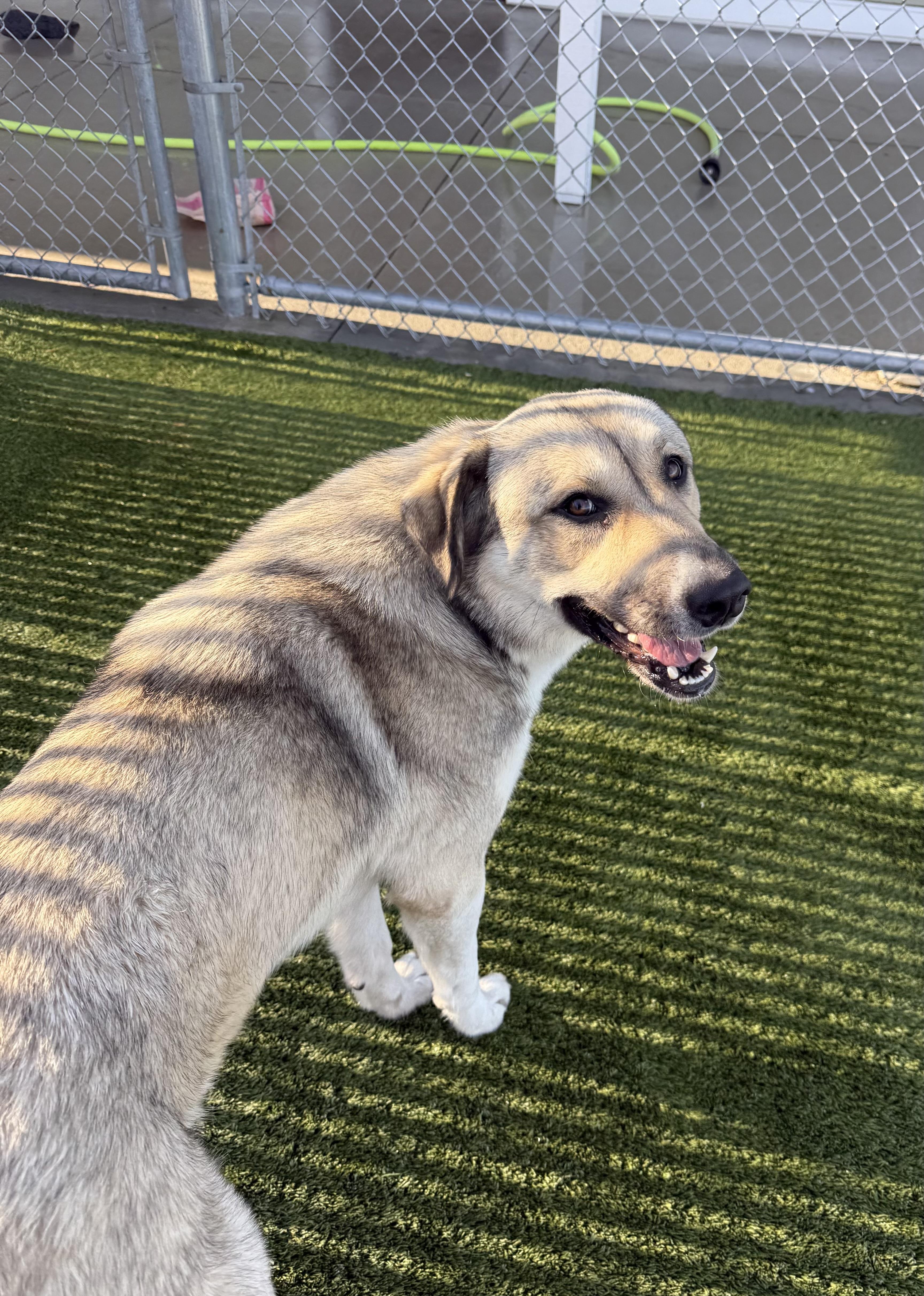 Izzy, a ADOPTABLE mixed breed in Liberty, MO image 4/4