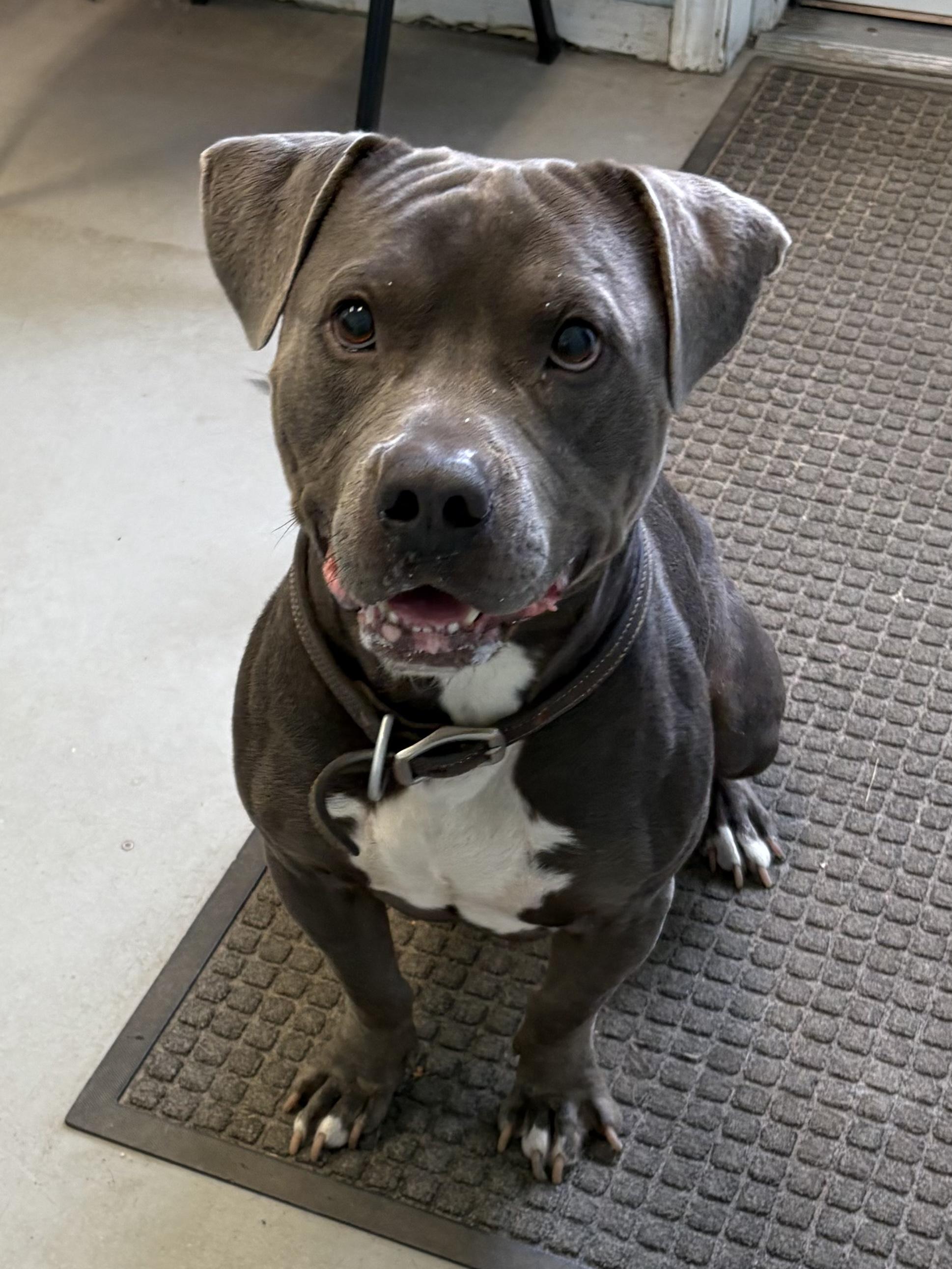 Kobo, a Adoptable Pit Bull Terrier in Big Rapids, MI image 1/2