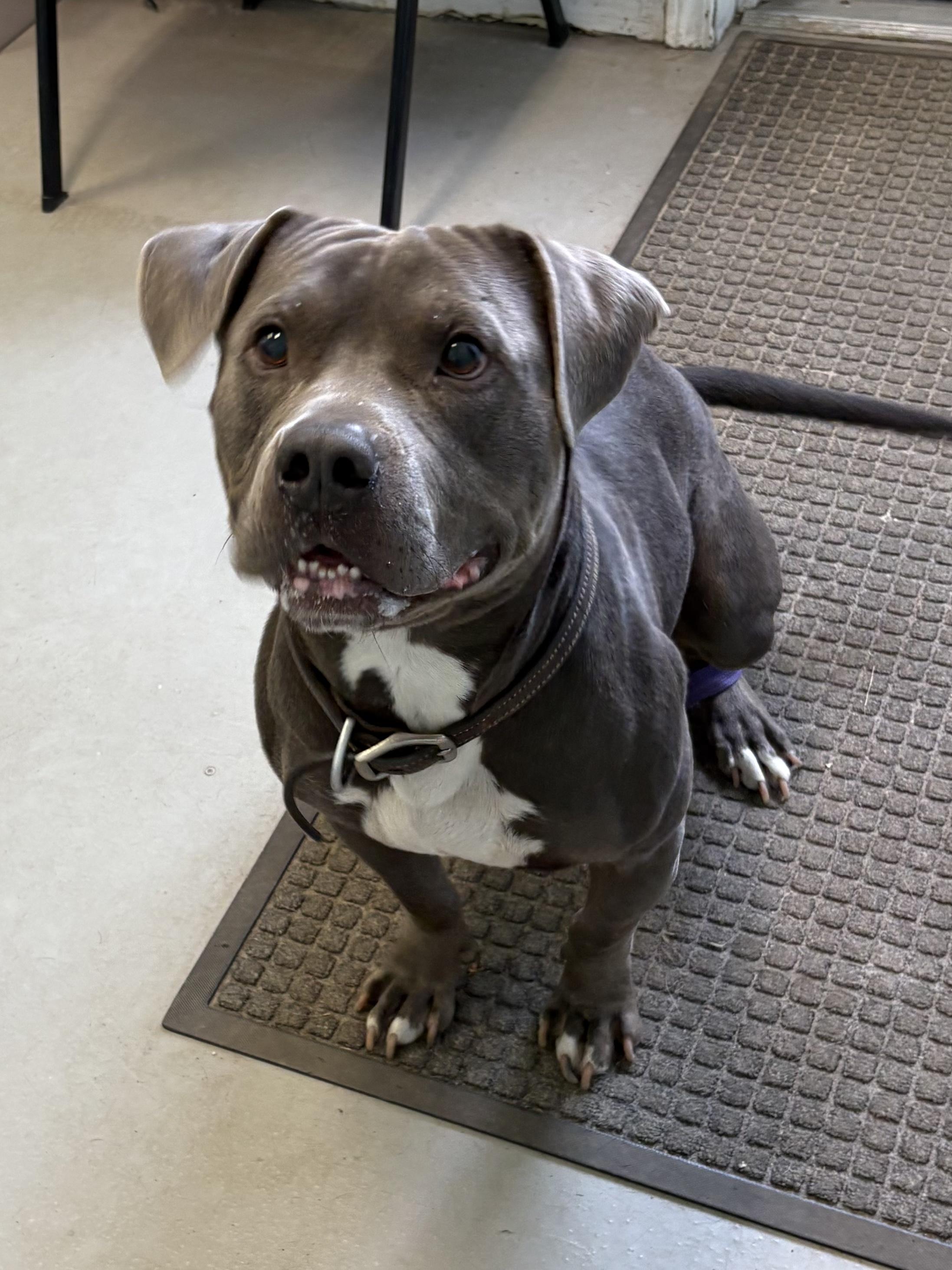 Kobo, a Adoptable Pit Bull Terrier in Big Rapids, MI image 2/2