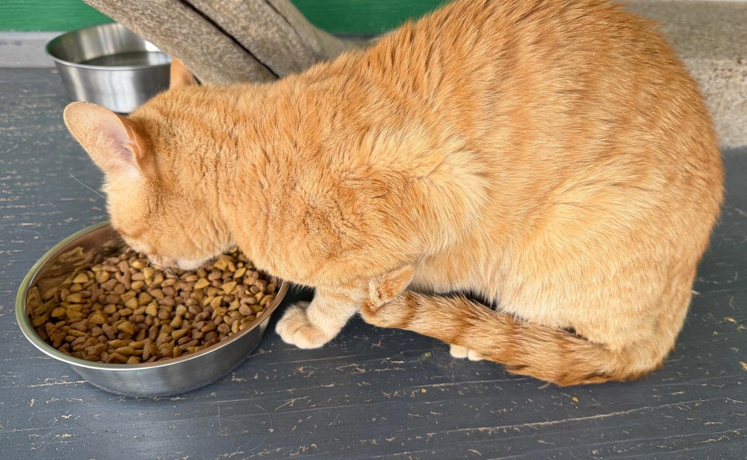 Enlarge Chet, a ADOPTABLE American Shorthair in Weatherford, TX image 2/2