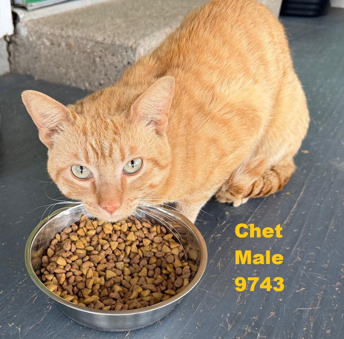 Enlarge Chet, a ADOPTABLE American Shorthair in Weatherford, TX image 1/2