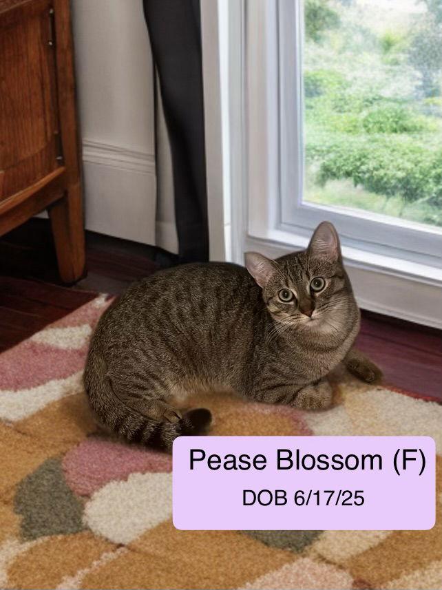 Pease Blossom bonded with Puck, Adoptable, Young Female Tabby.
