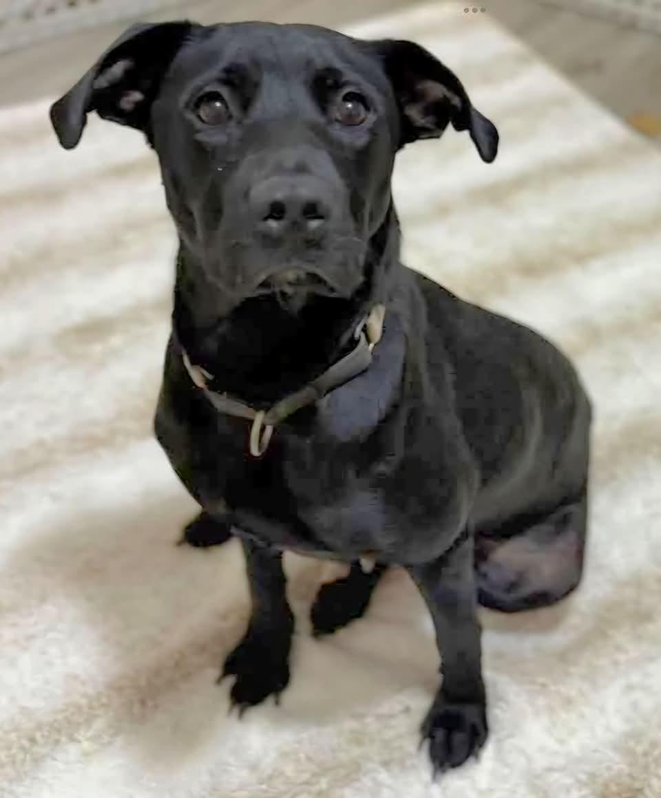 Dede, a Adoptable mixed breed in Sioux City, IA image 2/5