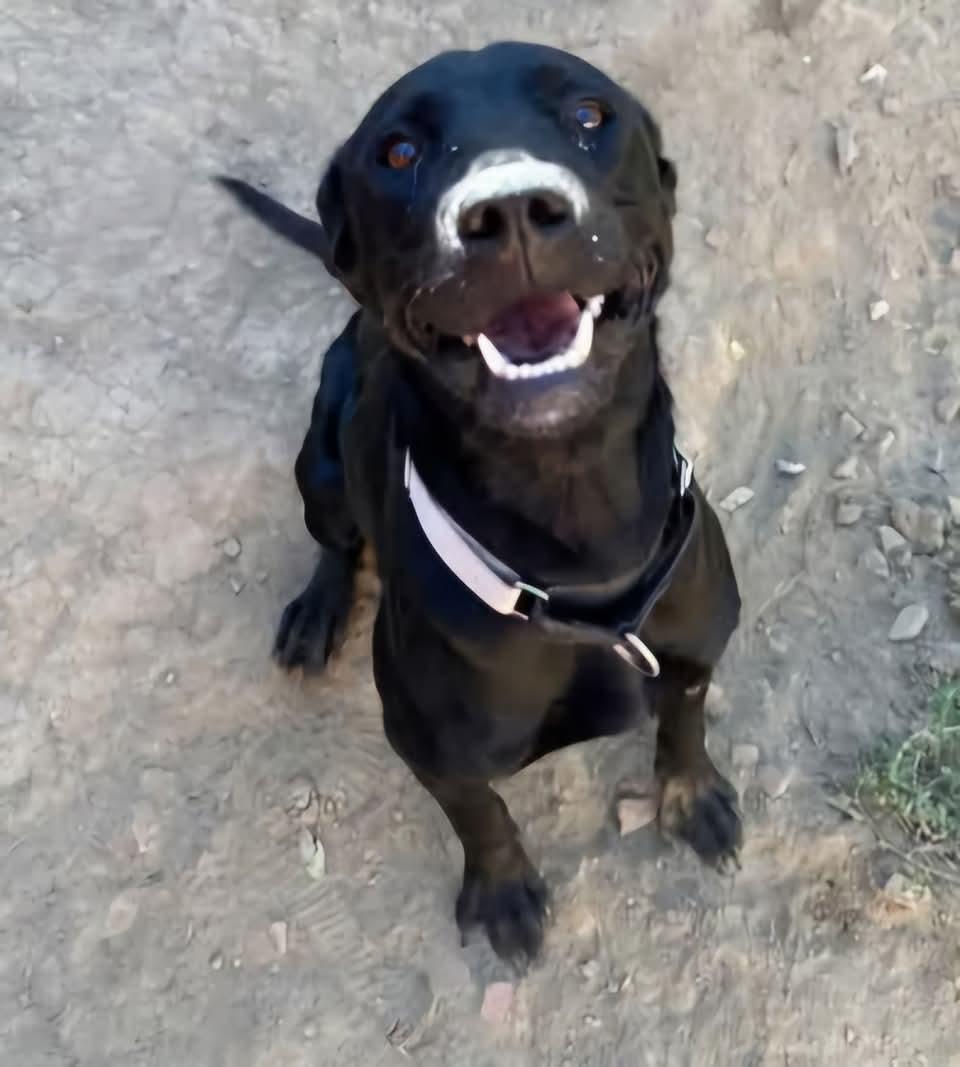 Dede, a Adoptable mixed breed in Sioux City, IA image 3/5