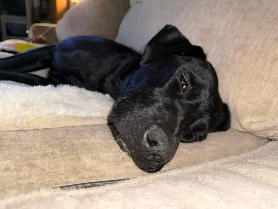 Dede, a Adoptable mixed breed in Sioux City, IA image 4/5