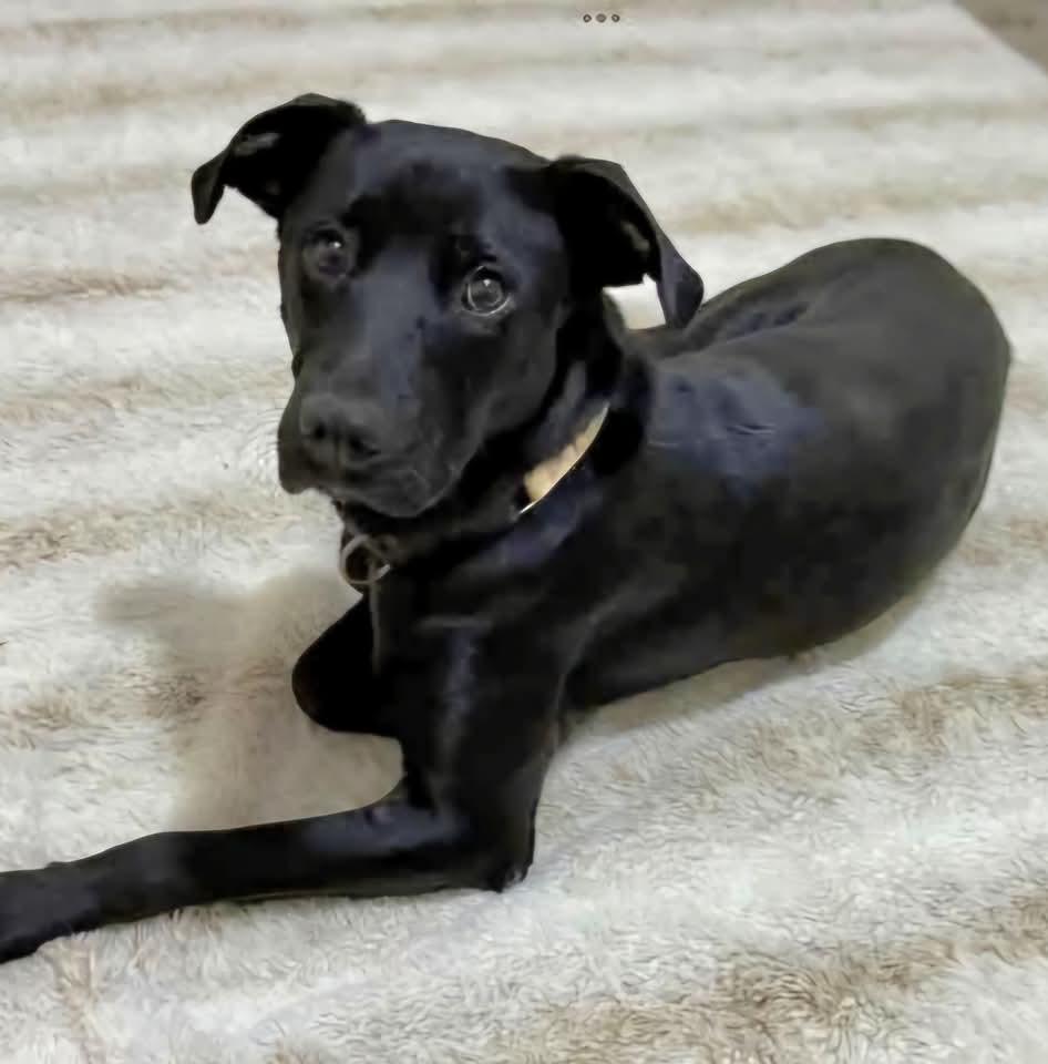 Dede, a Adoptable mixed breed in Sioux City, IA image 1/5