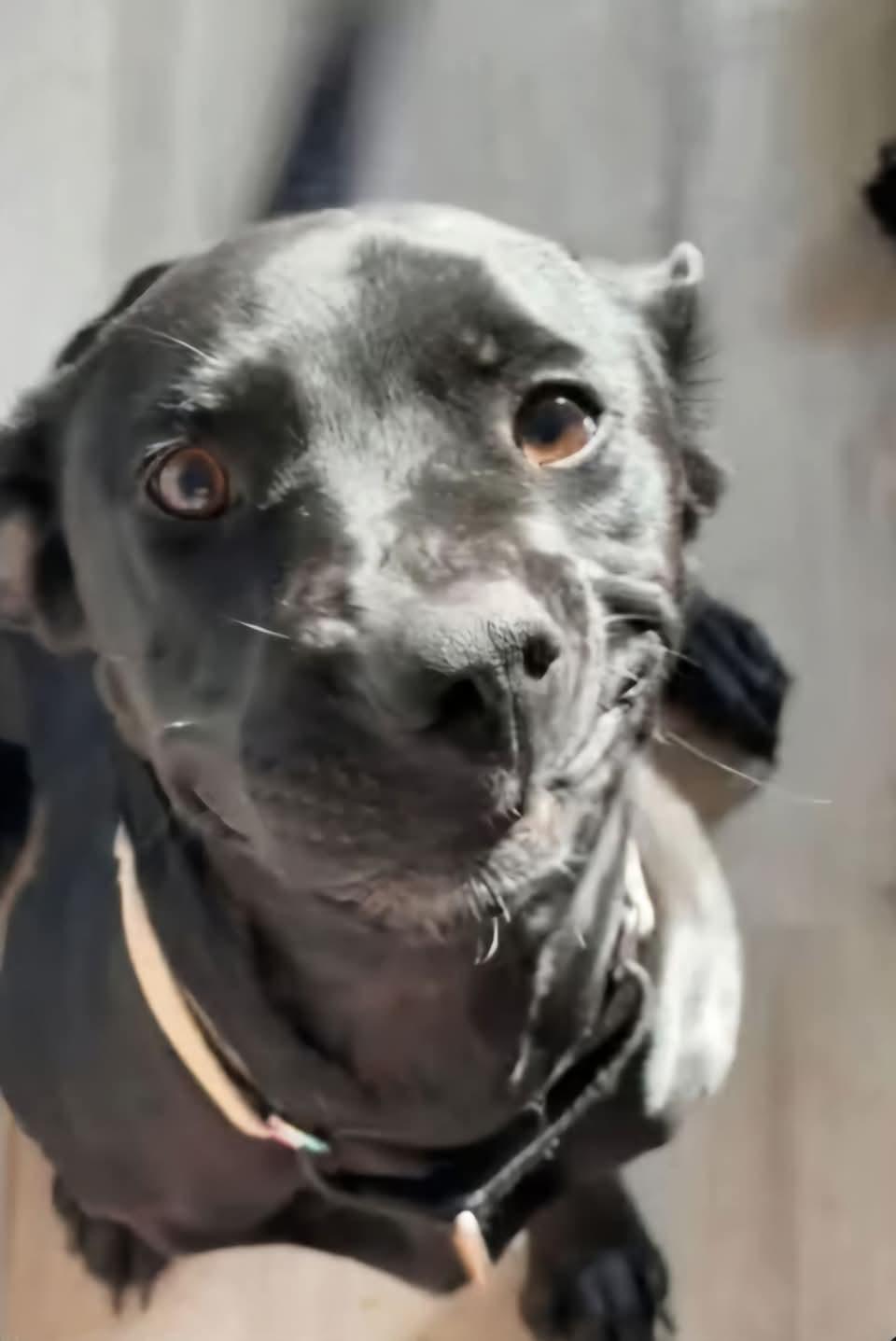 Dede, a Adoptable mixed breed in Sioux City, IA image 5/5