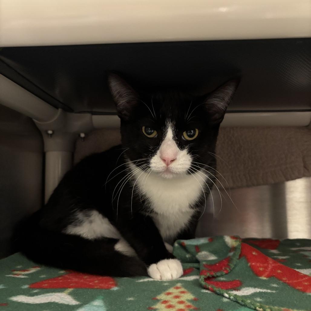 Enlarge Chevrolet, a Adoptable Domestic Short Hair in Evanston, IL image 2/2