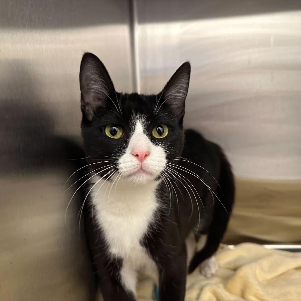 Enlarge Chevrolet, a Adoptable Domestic Short Hair in Evanston, IL image 1/2