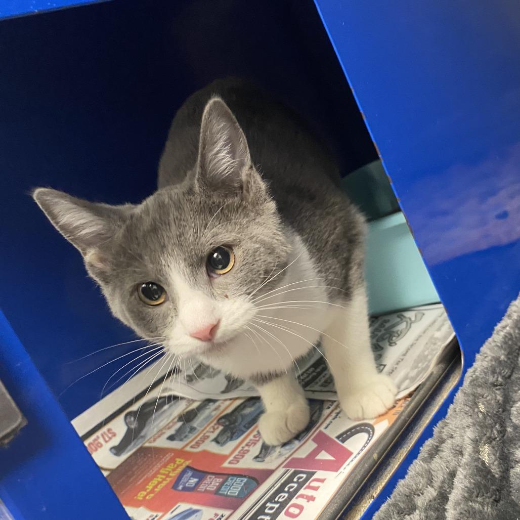 Monroe, Adoptable, Kitten Male Domestic Short Hair.