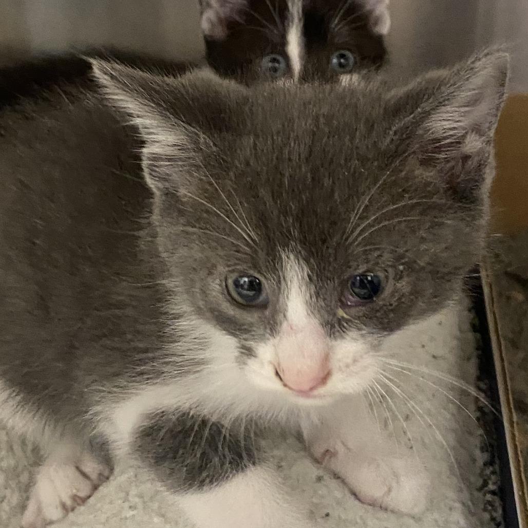 Enlarge Monroe, a Adoptable Domestic Short Hair in West Point, MS image 2/2