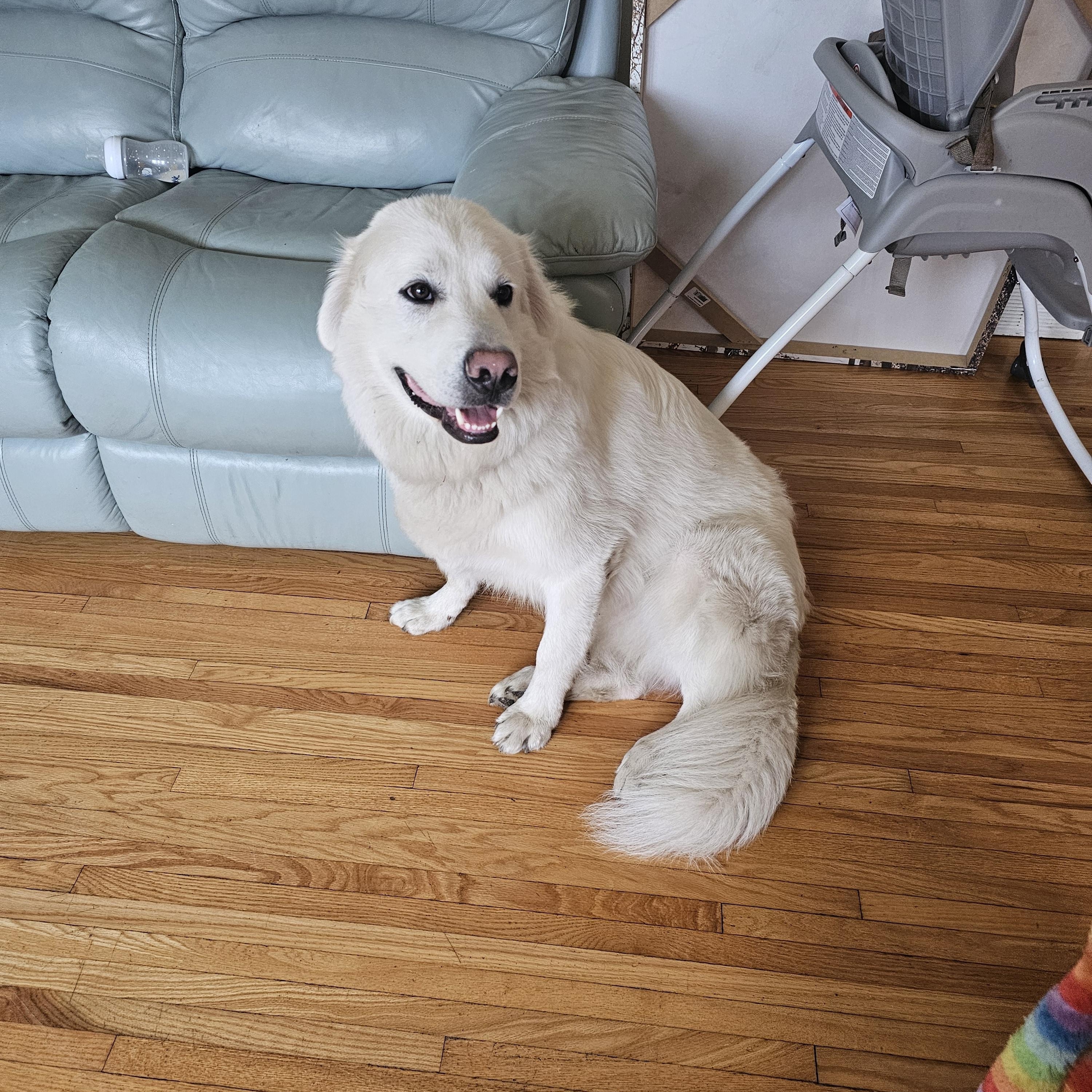 Dewy, Adoptable, Young Male Great Pyrenees & German Shepherd Dog.