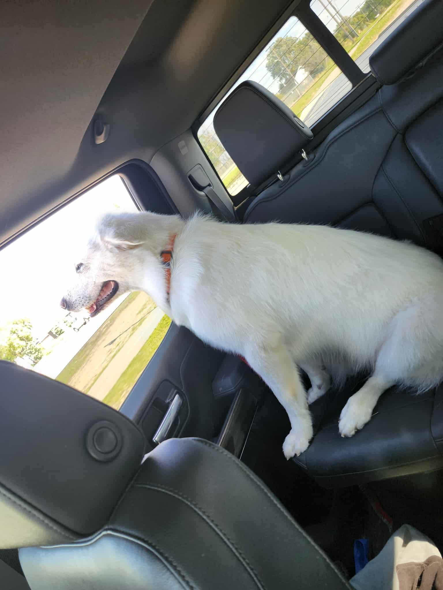 Dewy, a Adoptable mixed breed in Thompson, MB image 2/2