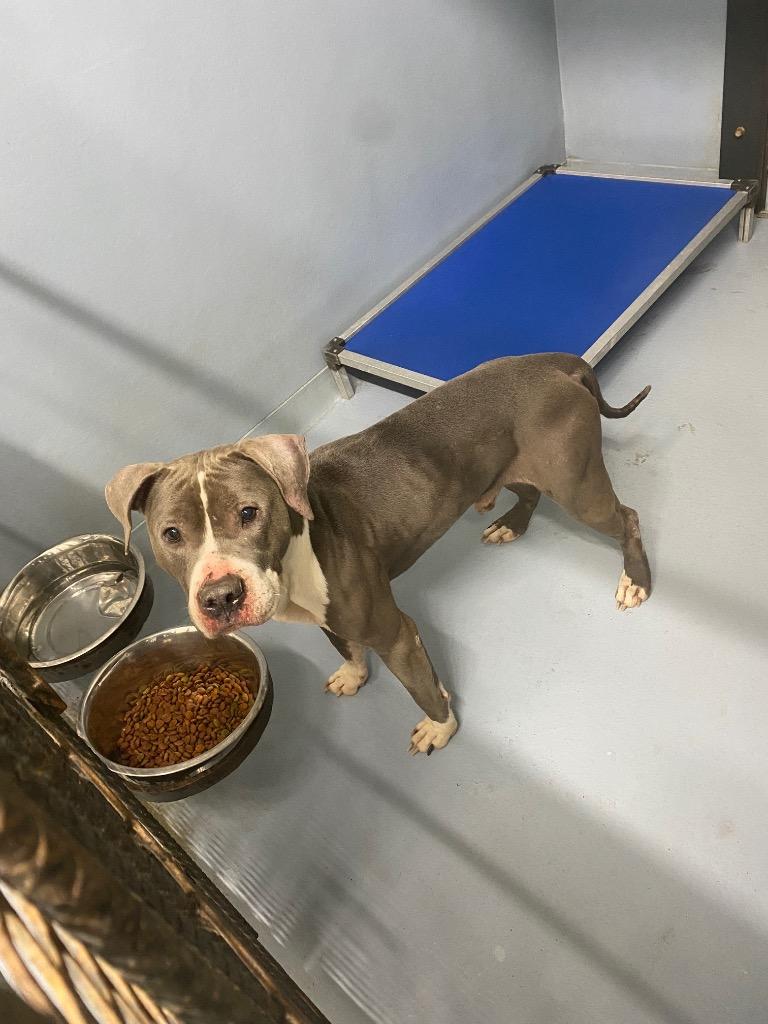 Mookie Betts, Adoptable, Adult Male Pit Bull Terrier.