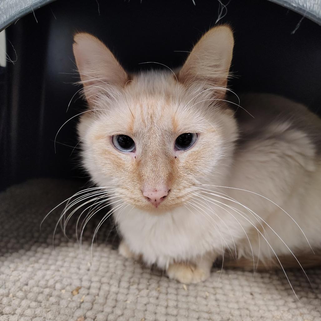 Enlarge "Panda" Pandemonium, a ADOPTABLE Domestic Long Hair in Richmond, MO image 1/1